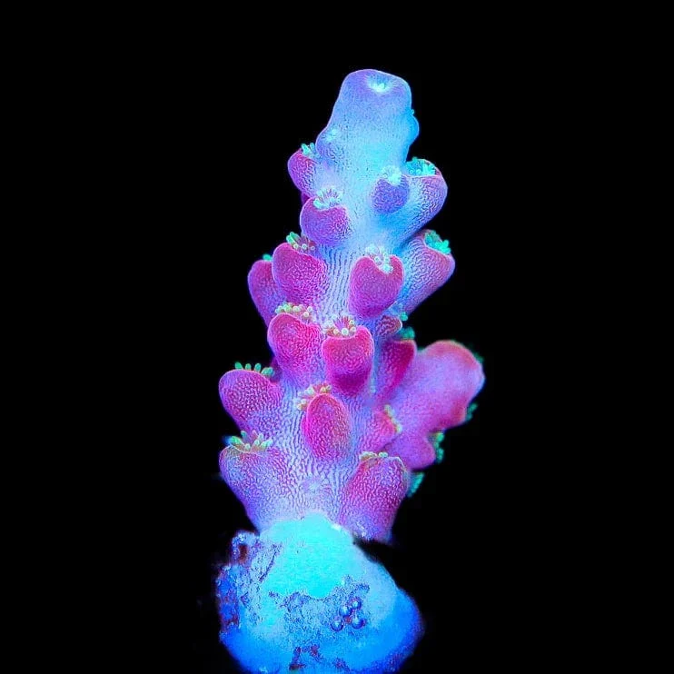 Jake Adams Rose Acropora Coral - Image 3
