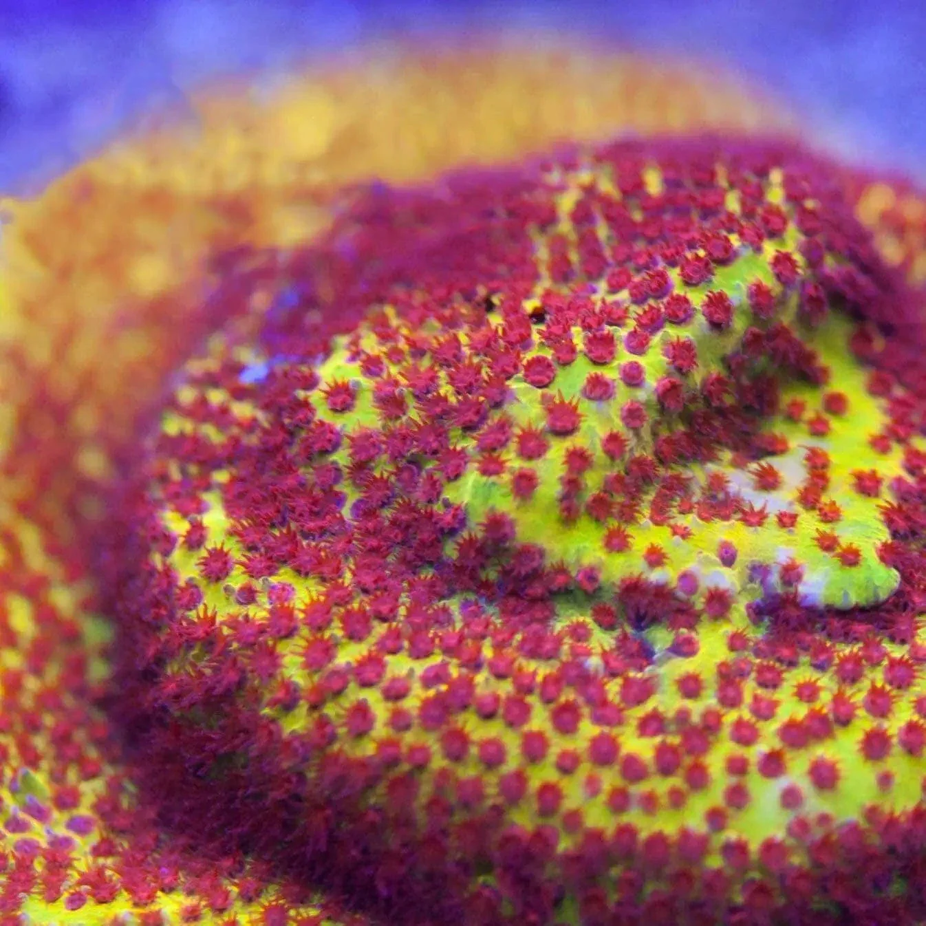 JF Burning Banana Stylocoeniella Coral - Image 5