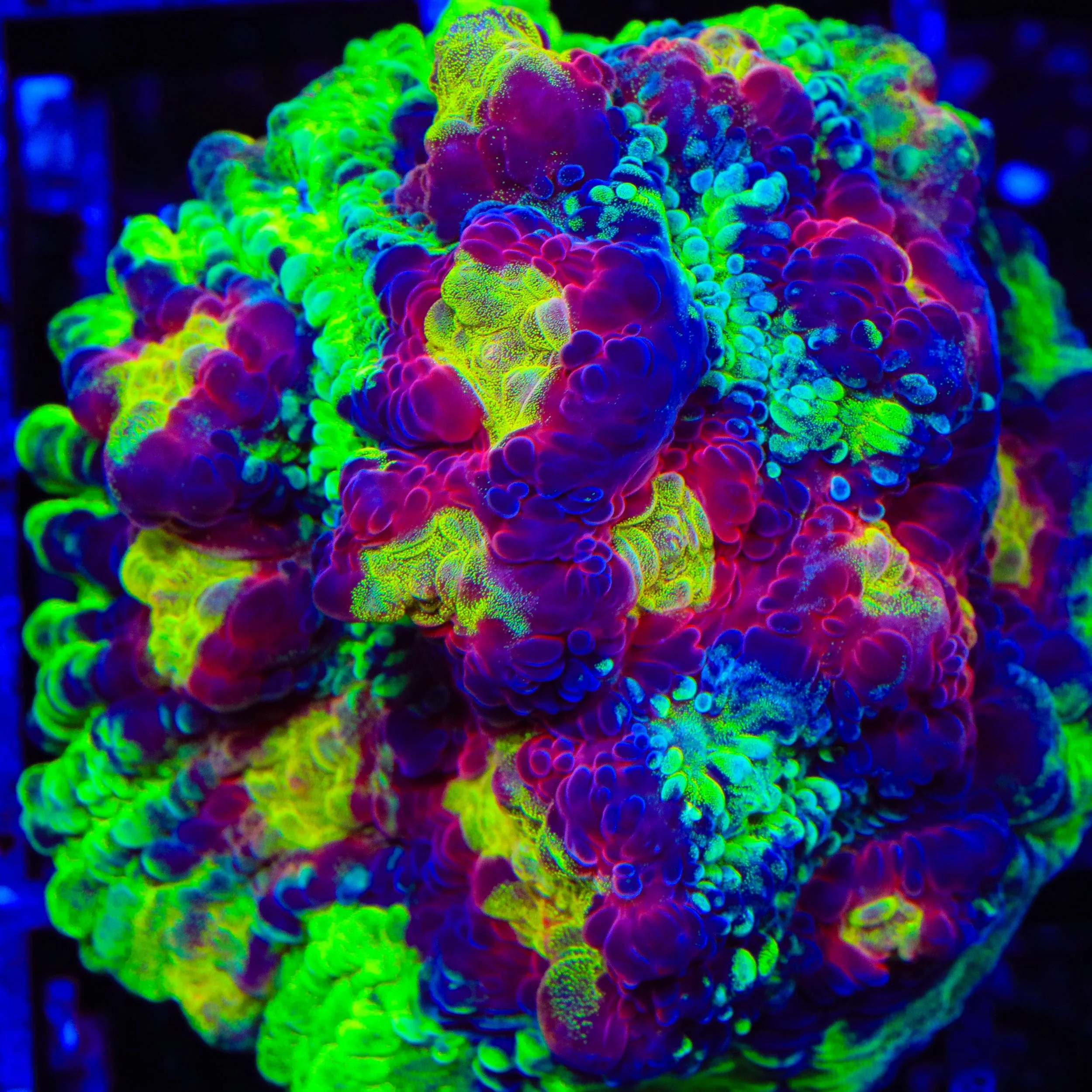 JF Chemical Reaction Chalice Coral