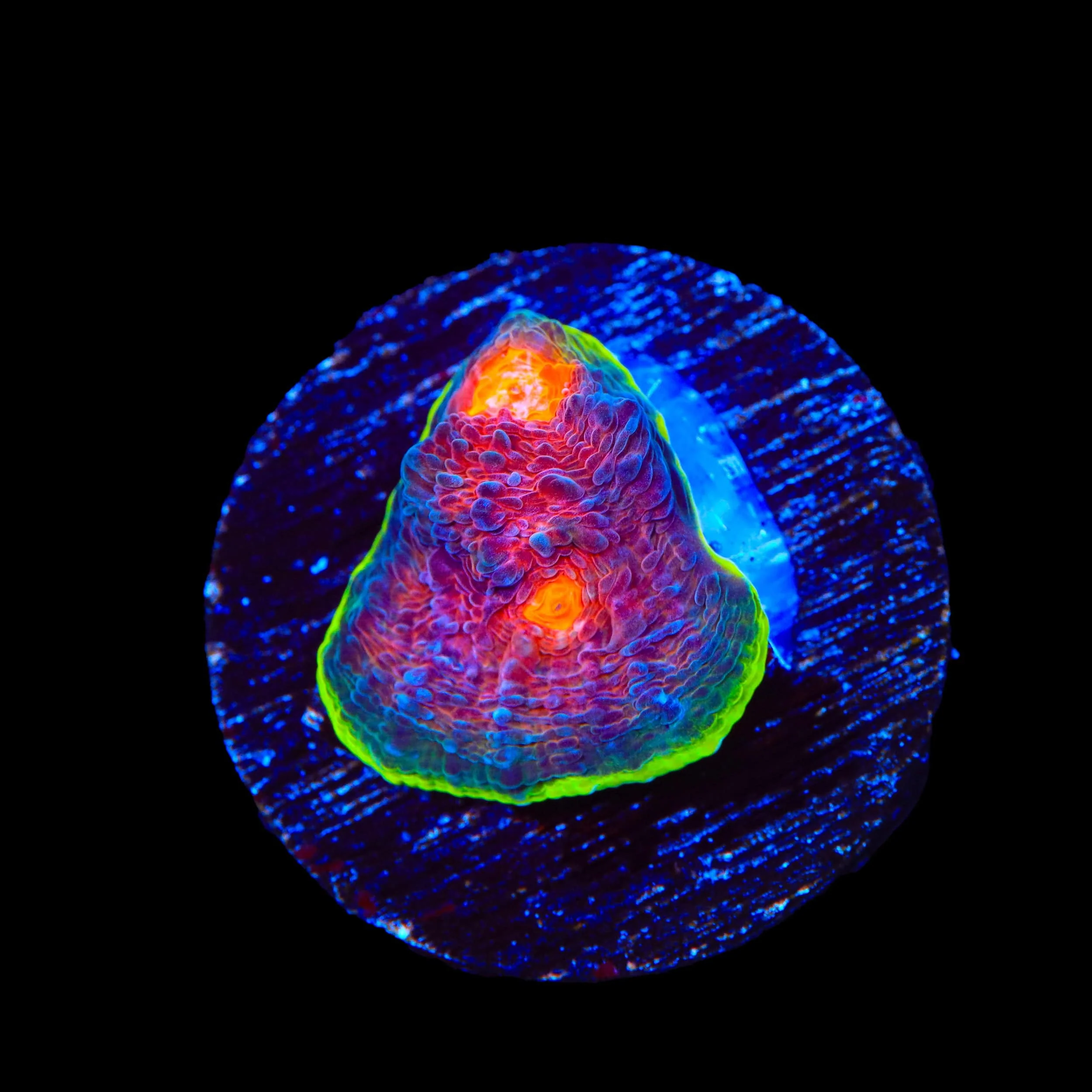 JF Crazy Fox Chalice Coral - Image 2