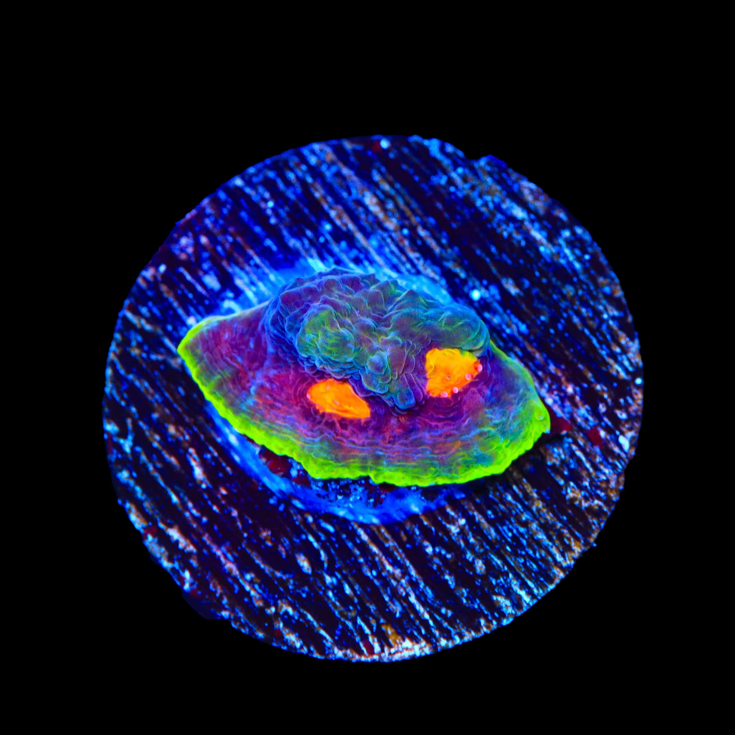 JF Crazy Fox Chalice Coral - Image 3