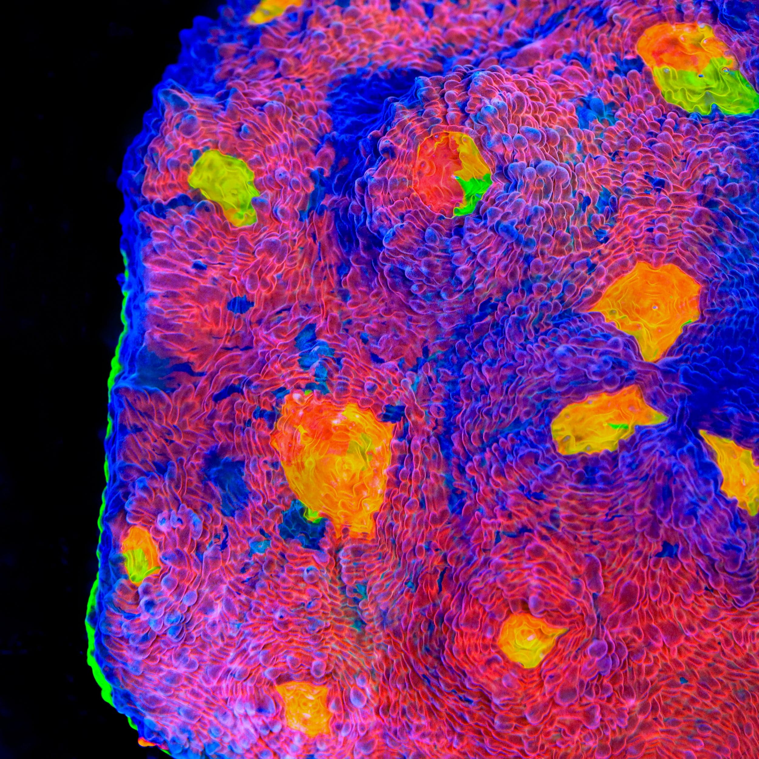 JF Crazy Fox Chalice Coral - Image 4