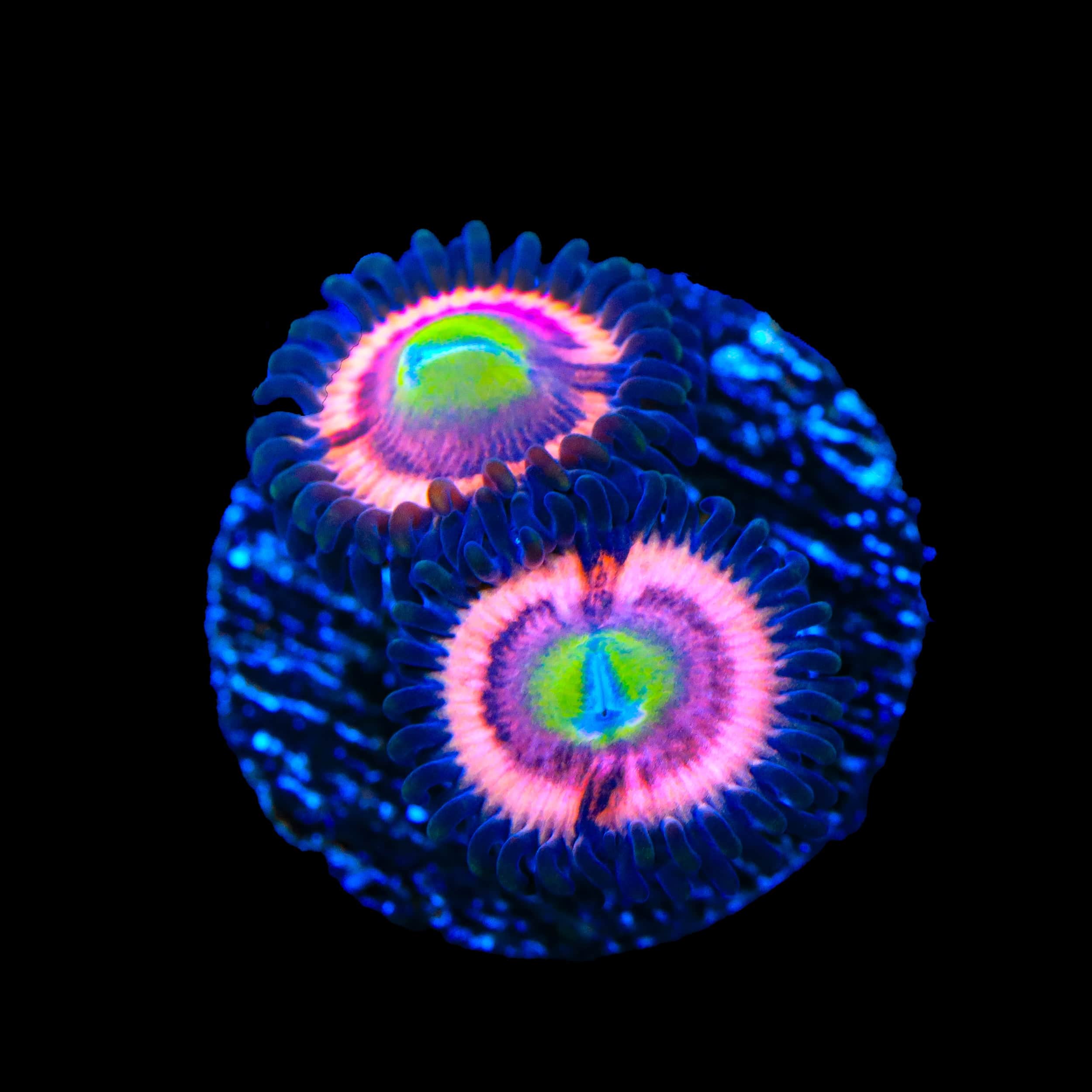 JF Daisy Duke Zoanthids Coral - Image 2