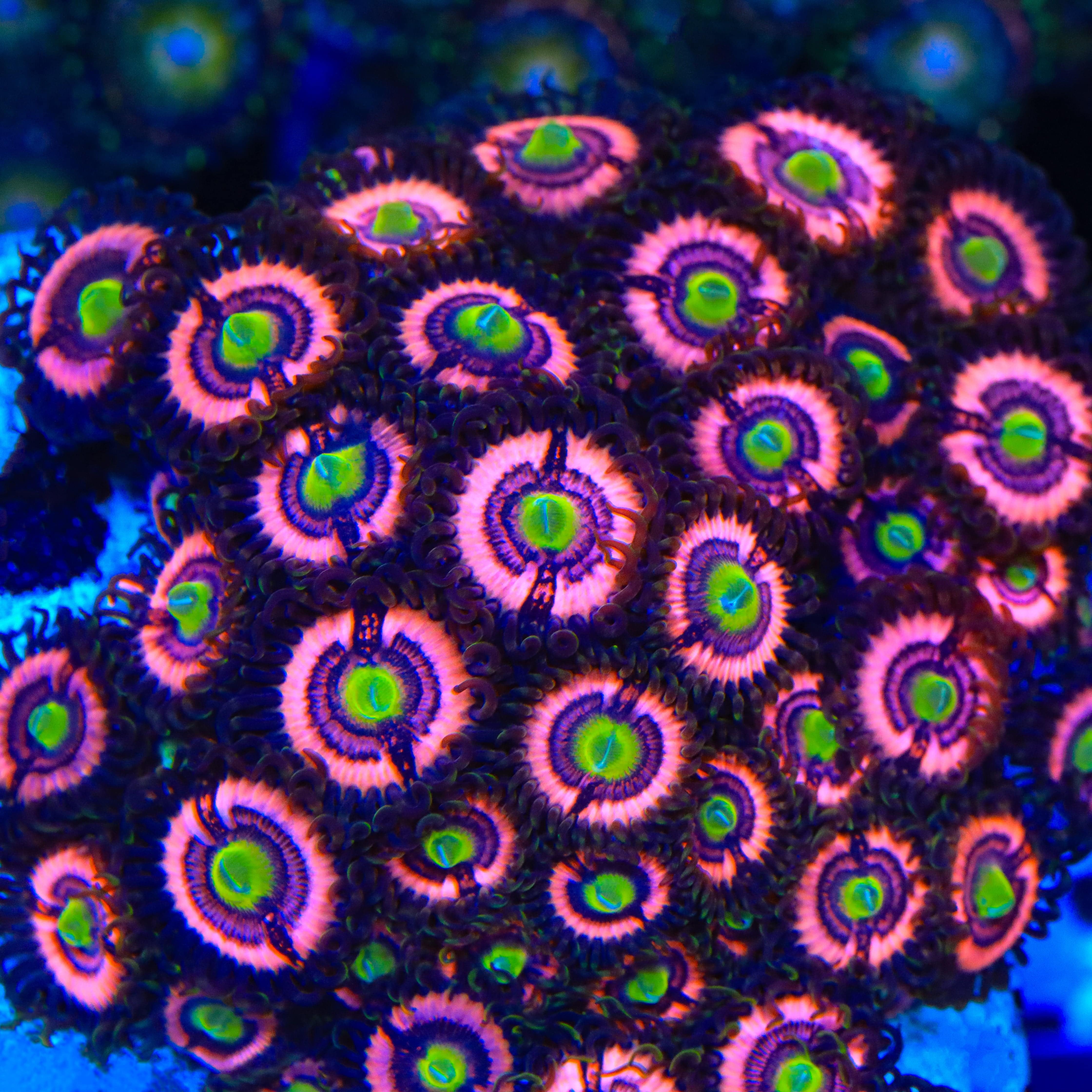 JF Daisy Duke Zoanthids Coral - Image 3