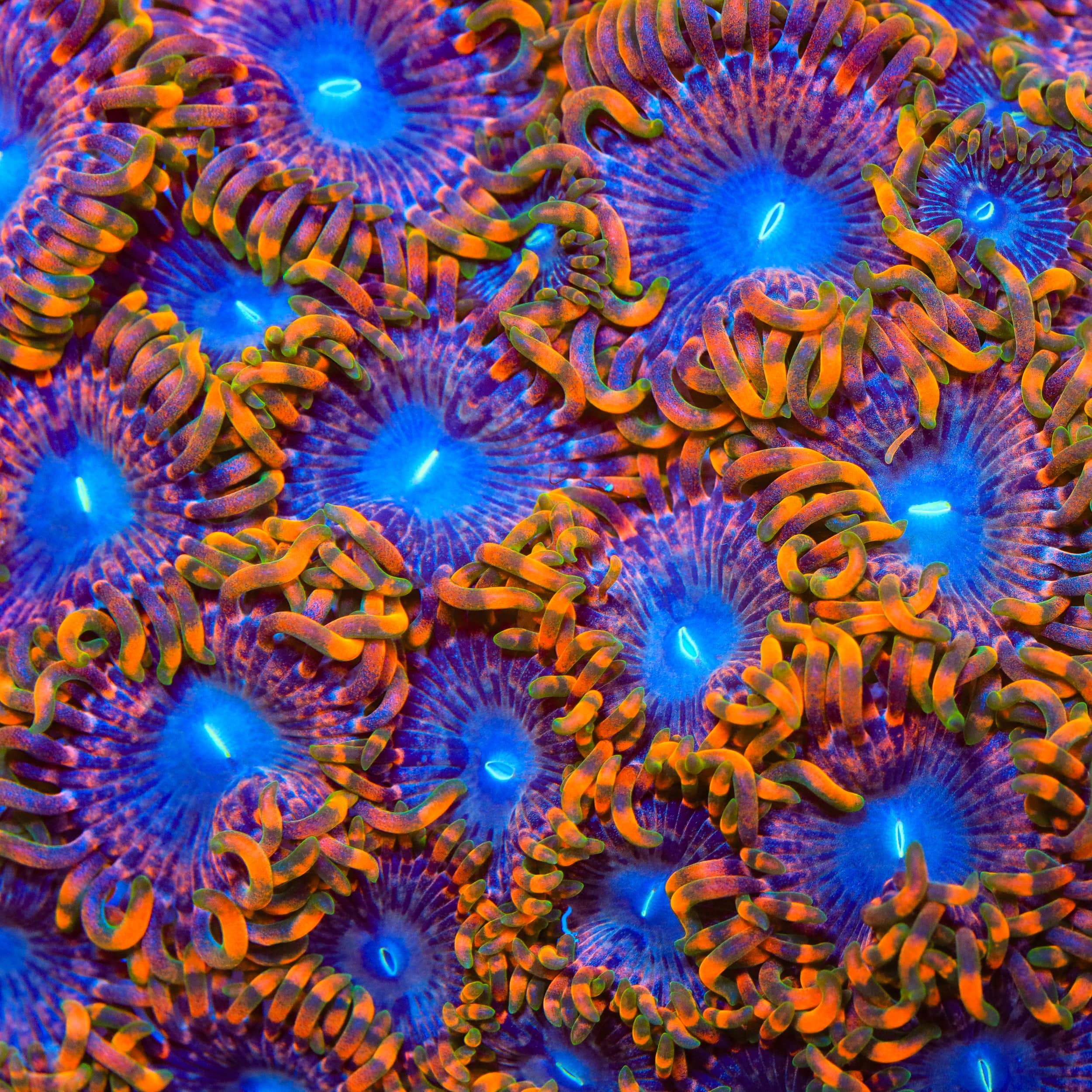 JF Fairy Fart Zoanthids Coral - Image 2