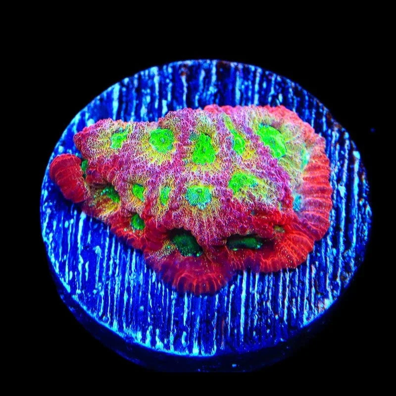 JF Fairy Ring Favia Coral - Image 3