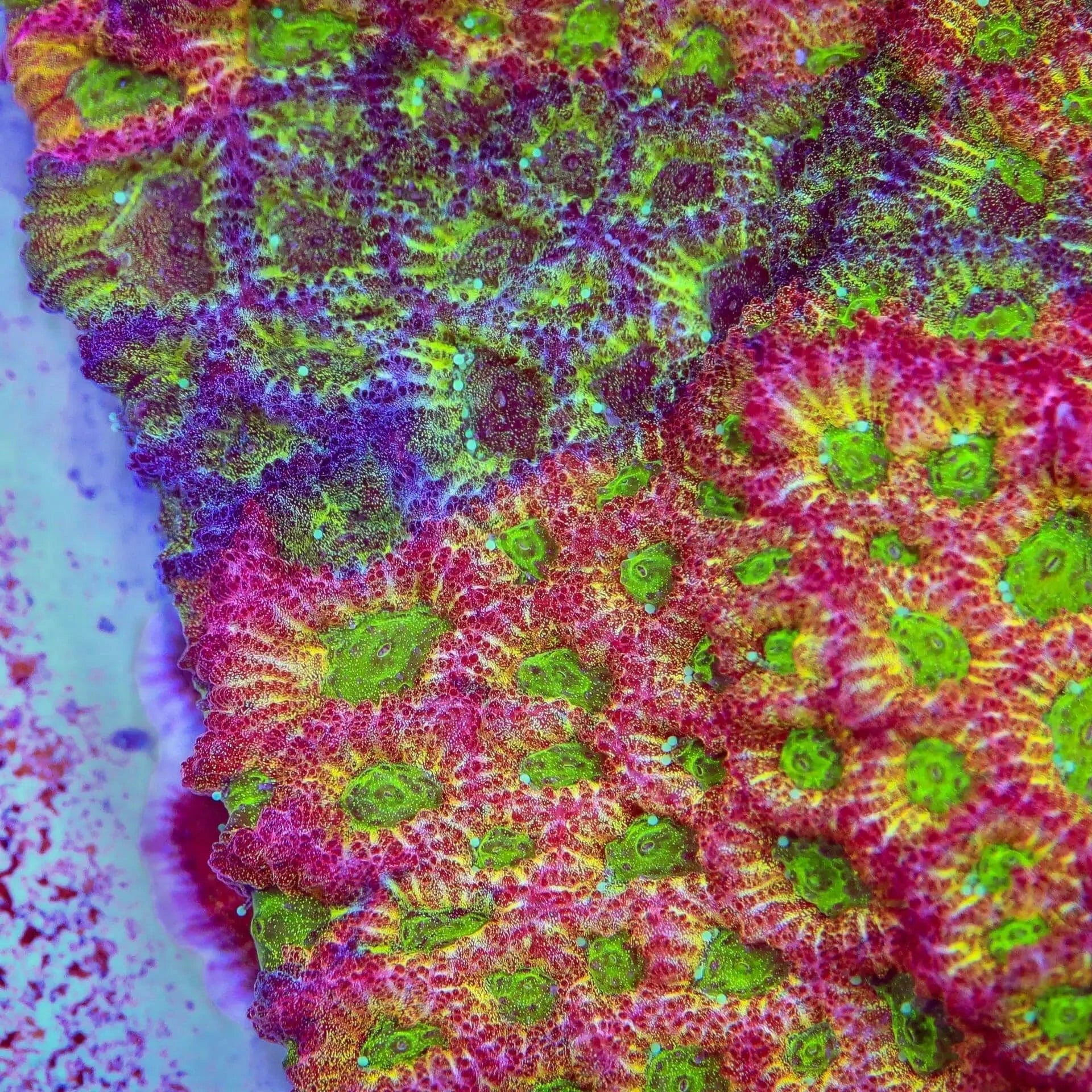 JF Fairy Ring Favia Coral - Image 4