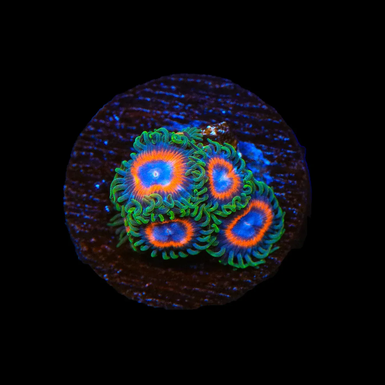 JF Fairy Tale Zoanthids Coral