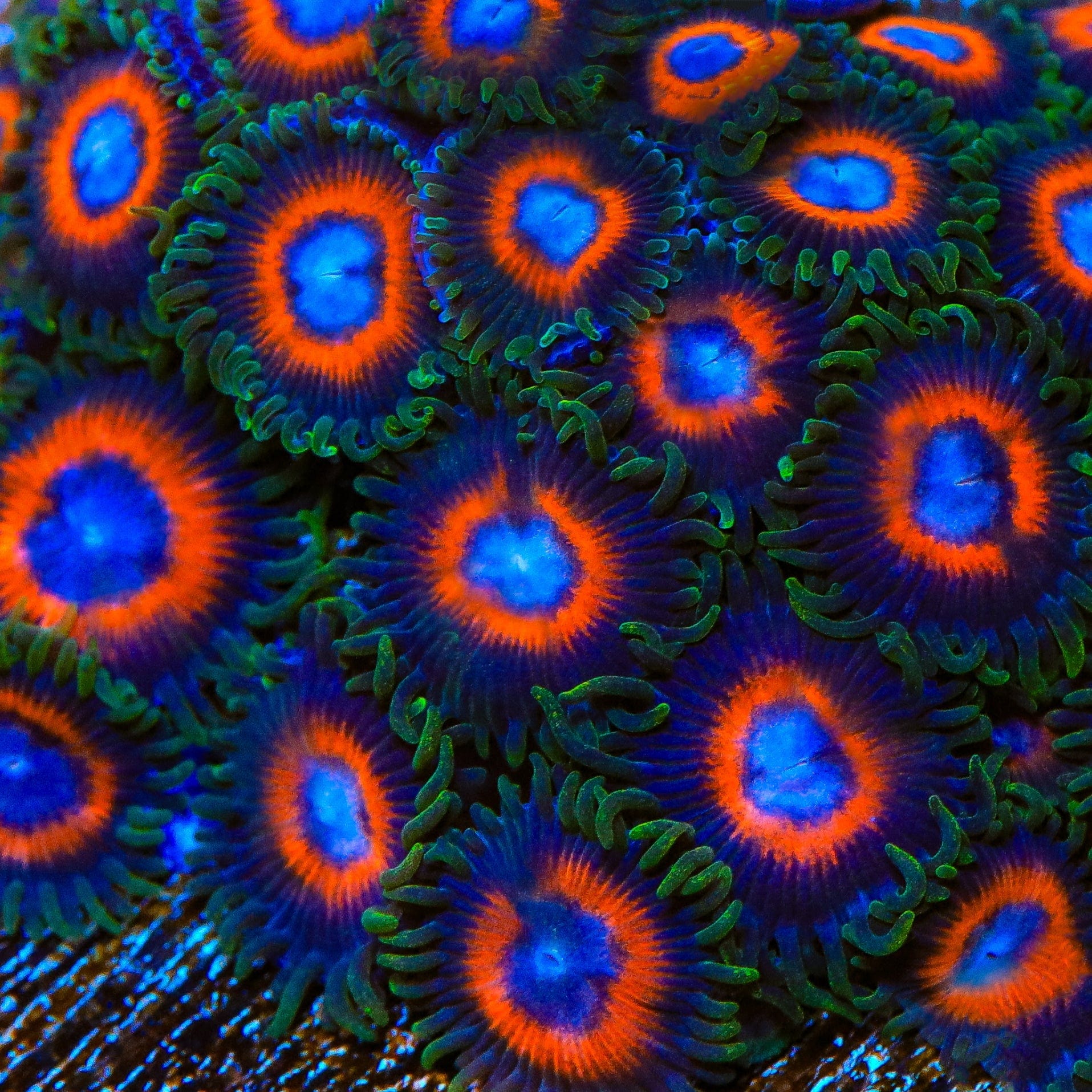 JF Fairy Tale Zoanthids Coral - Image 2