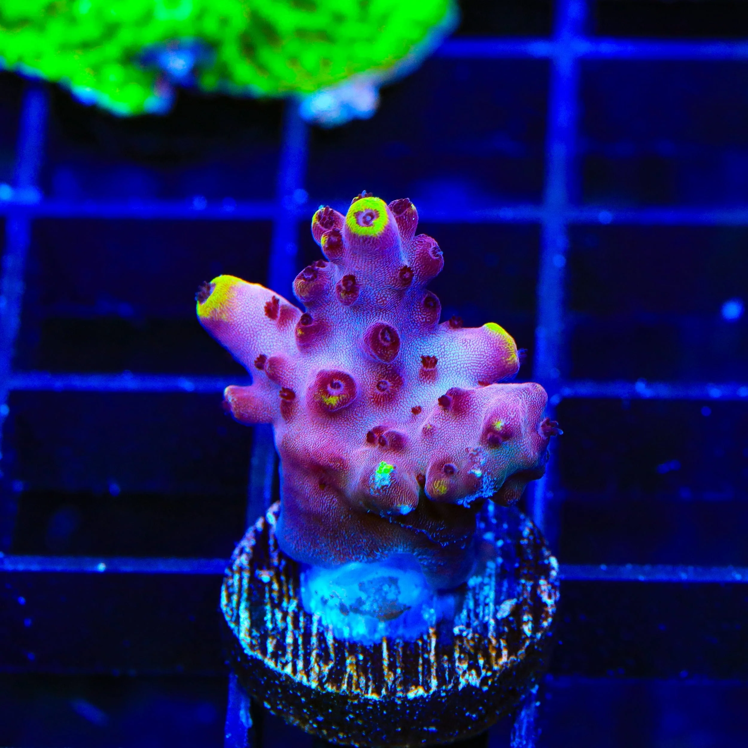 JF Fox Flame Acropora Coral - Image 2