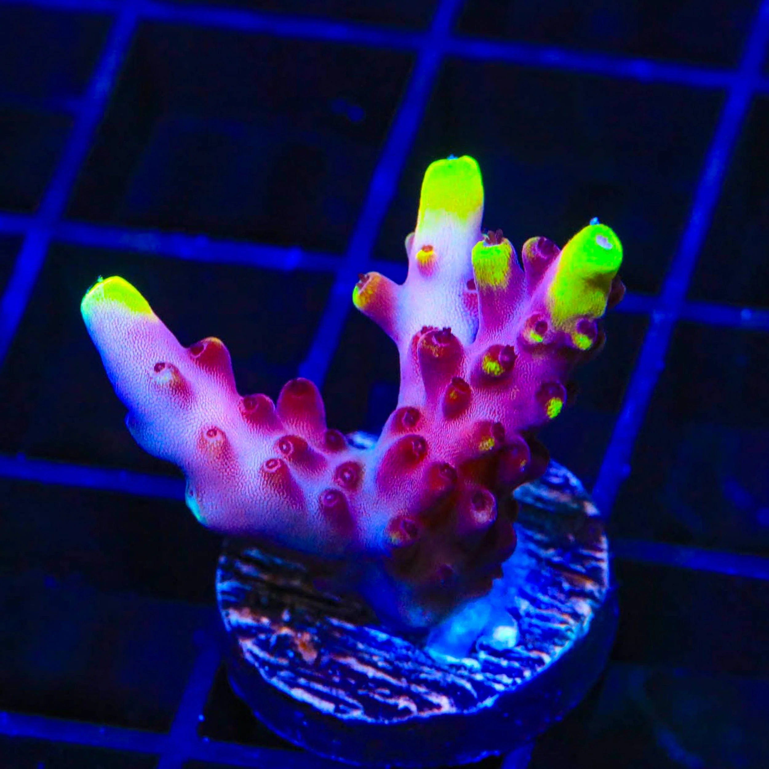 JF Fox Flame Acropora Coral - Image 3