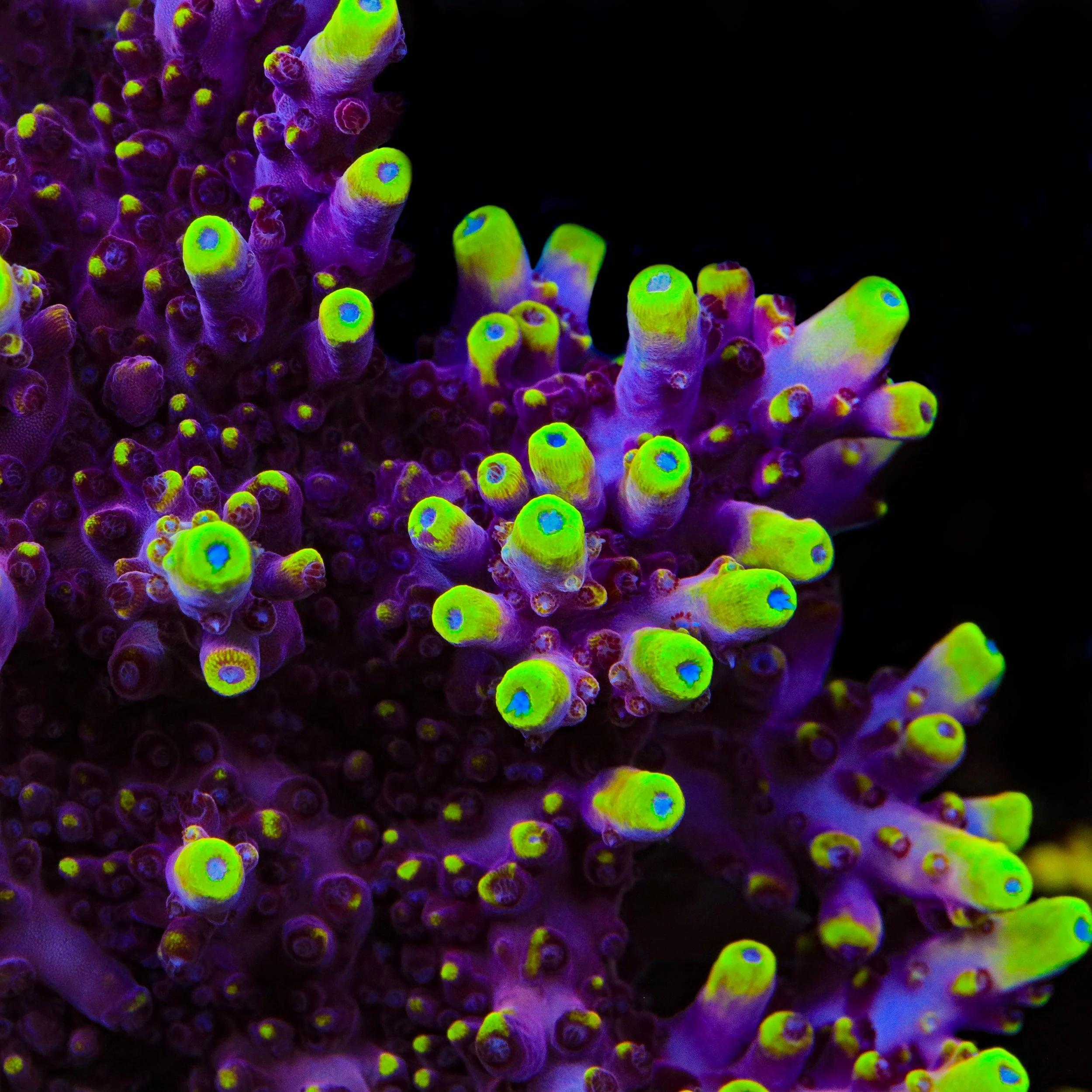 JF Fox Flame Acropora Coral - Image 5