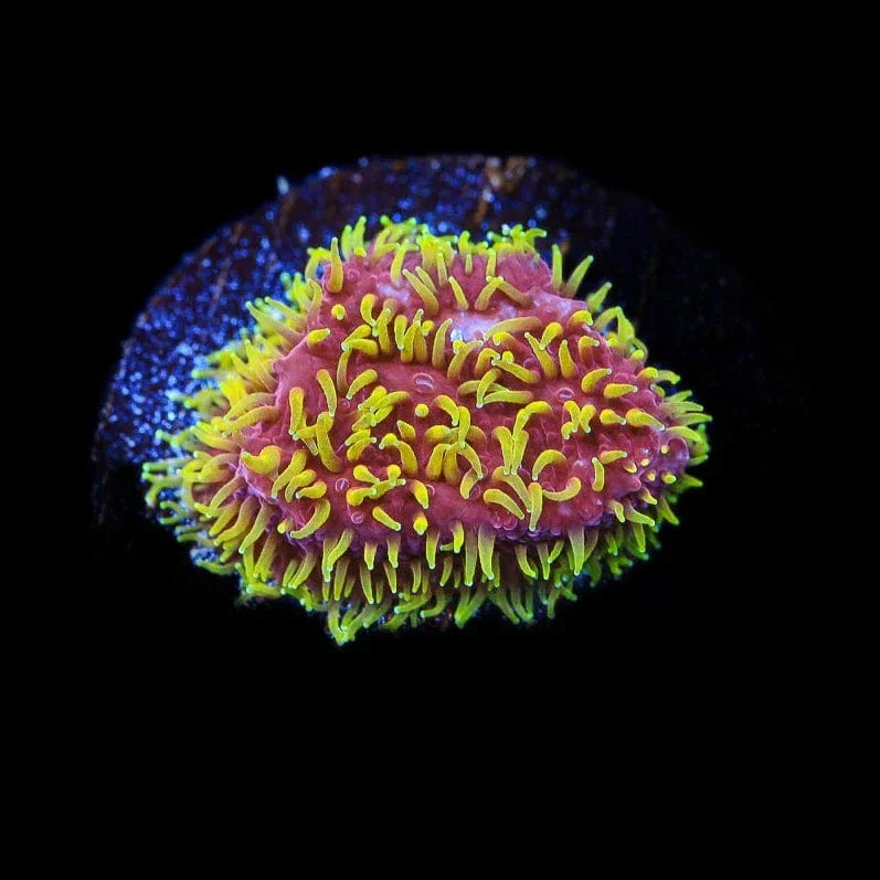 JF Freak Hair Lithophyllon Coral - Image 2
