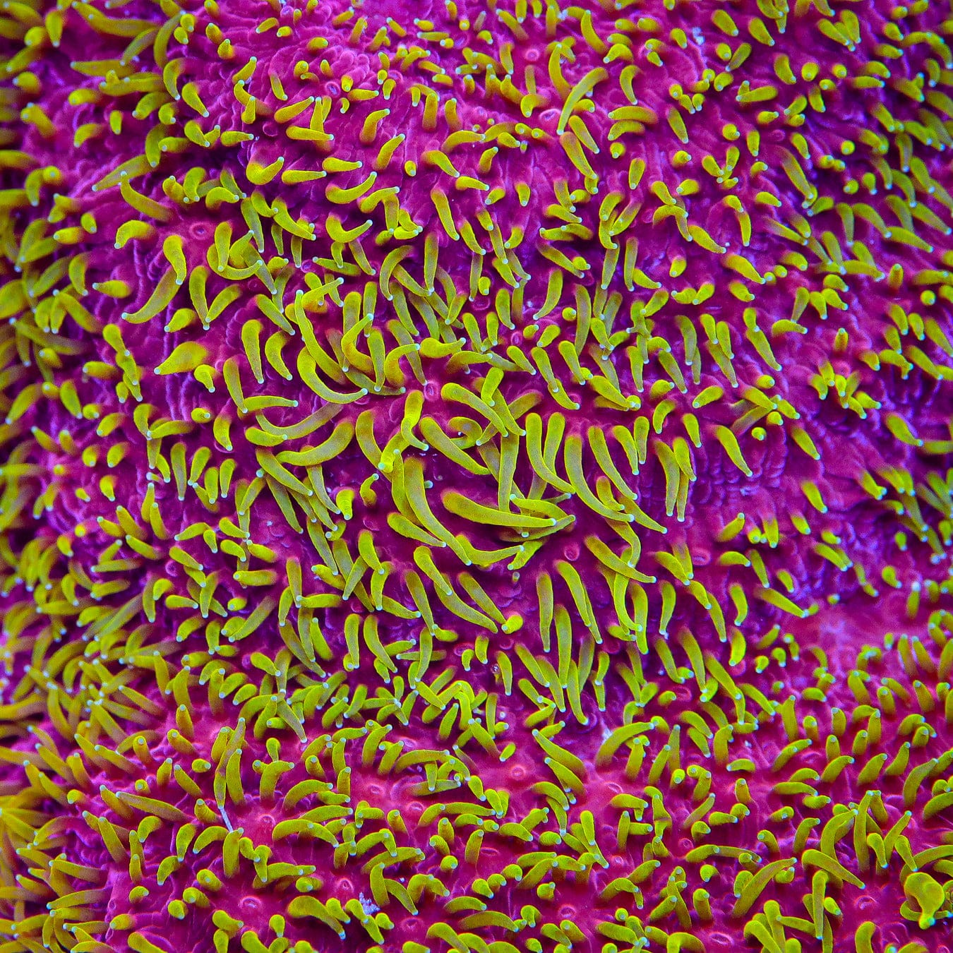 JF Freak Hair Lithophyllon Coral - Image 4