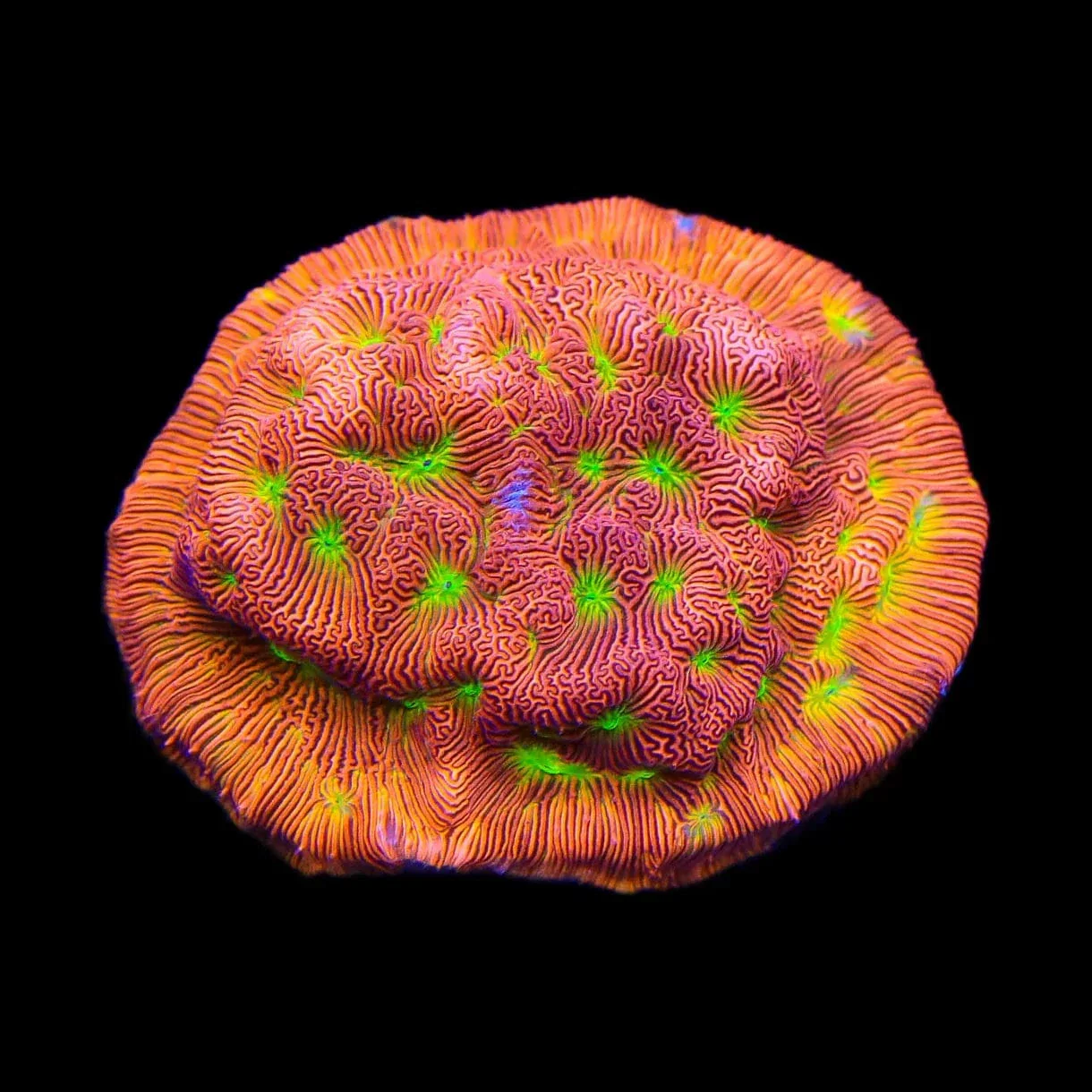 JF Jack O Lantern Leptoseris Coral - Image 2