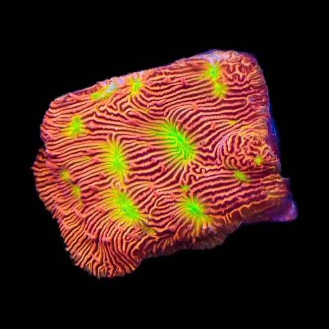 JF Jack O Lantern Leptoseris Coral - Image 3