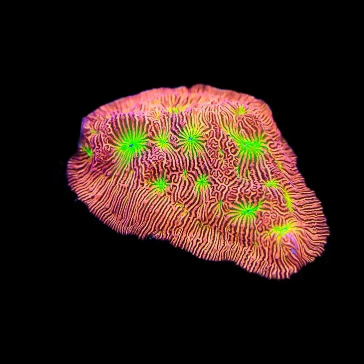 JF Jack O Lantern Leptoseris Coral - Image 4
