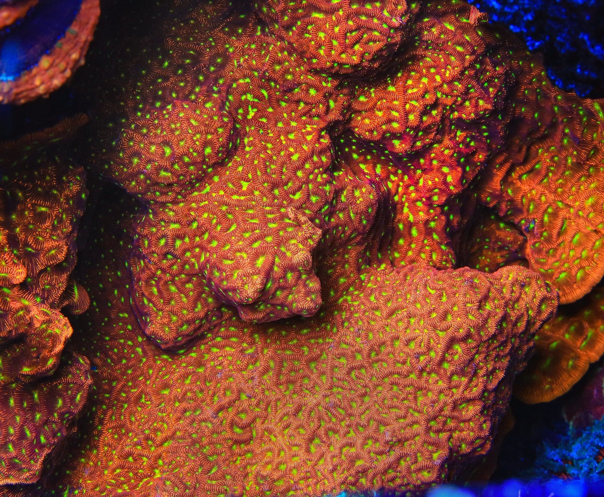 JF Jack O Lantern Leptoseris Coral - Image 5