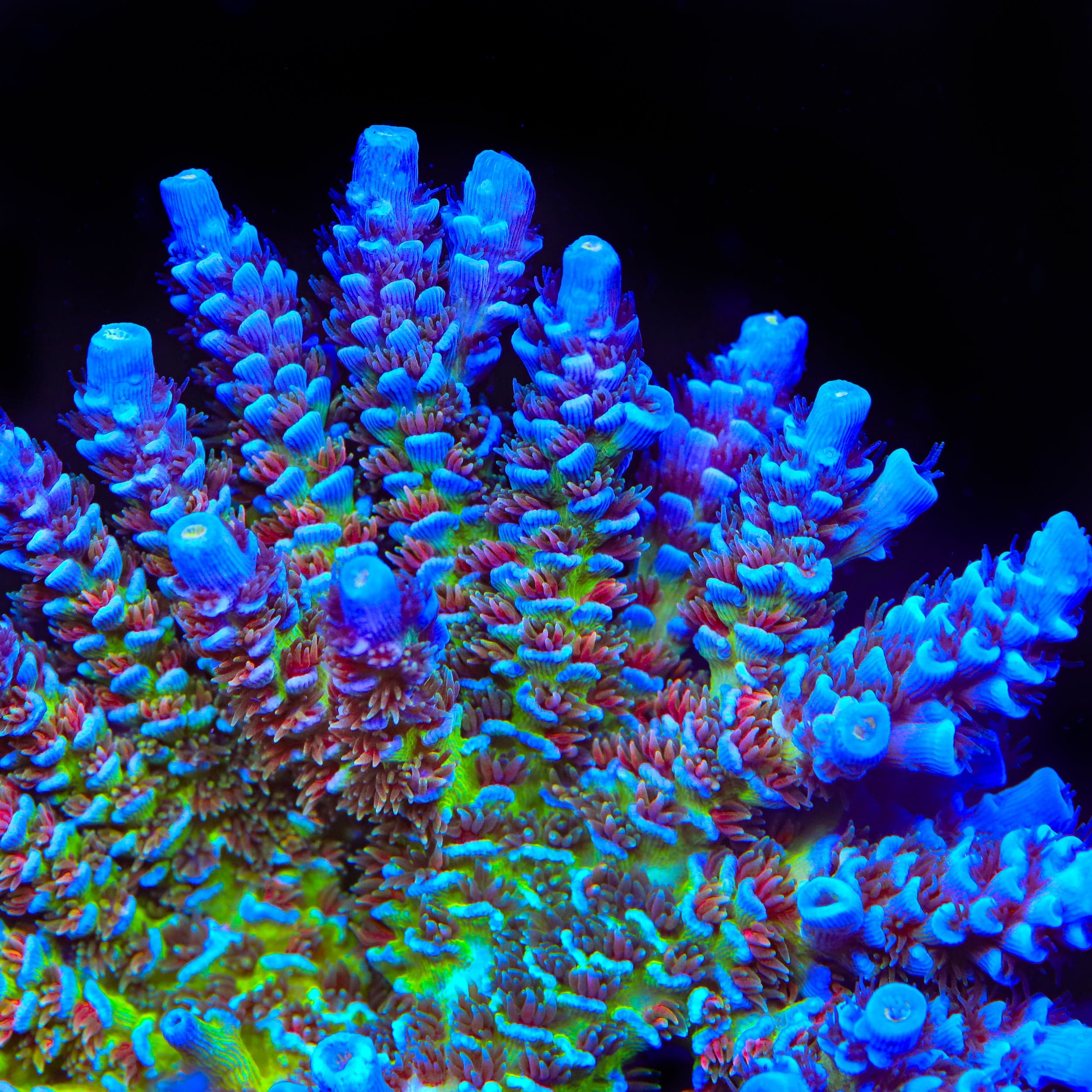 JF Jolt Acropora Coral - Image 2