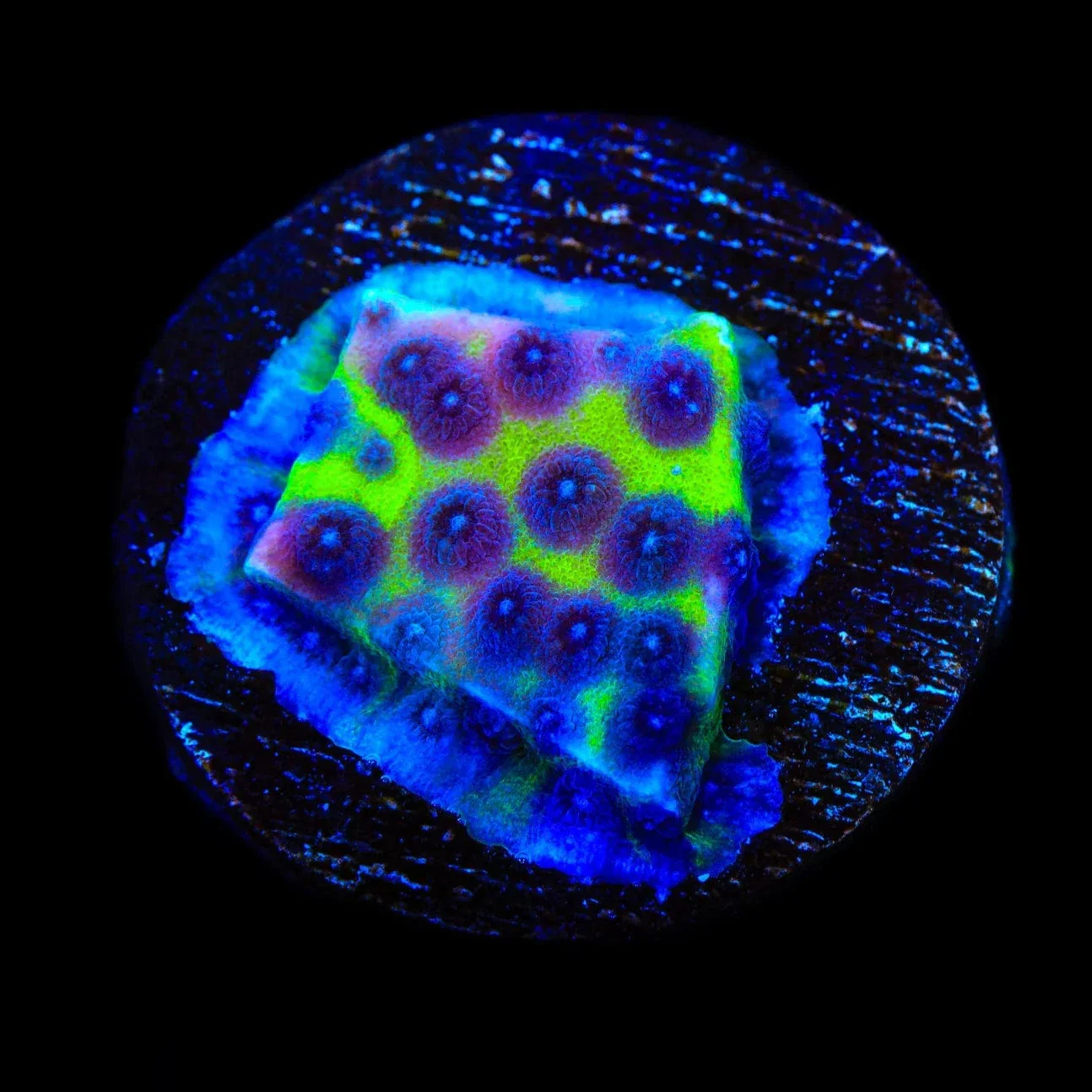 JF PPE Cyphastrea Coral - Image 2