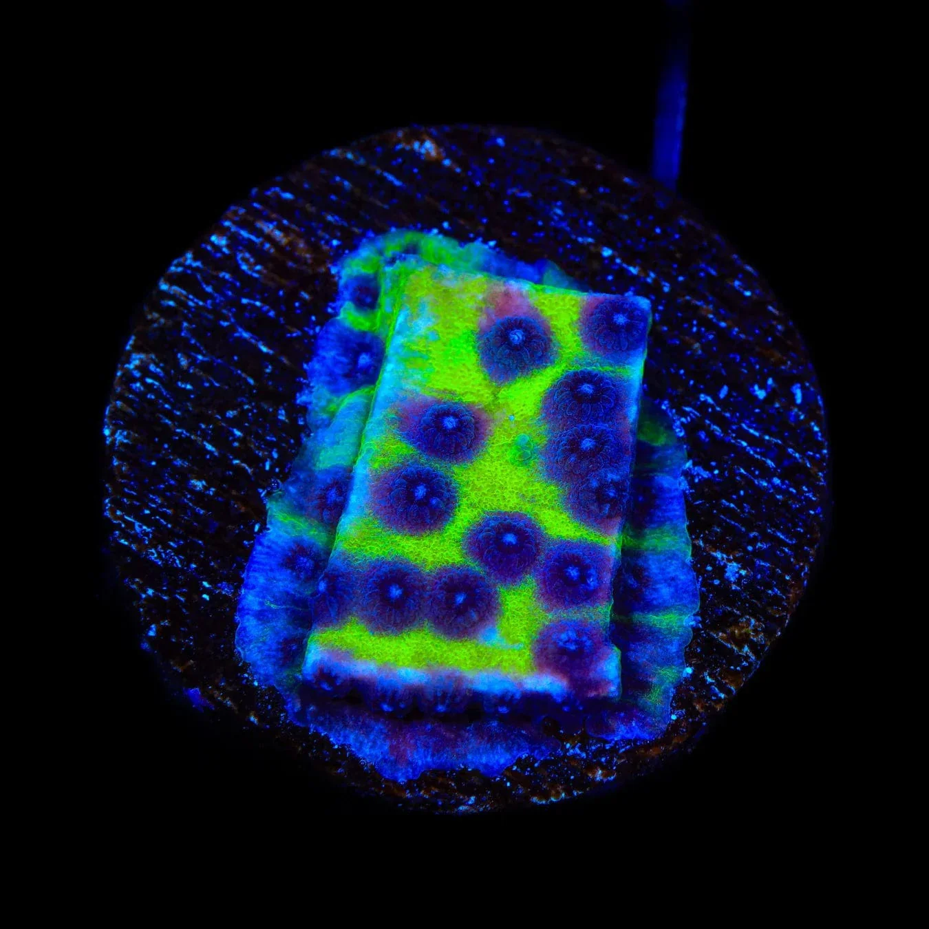 JF PPE Cyphastrea Coral - Image 3