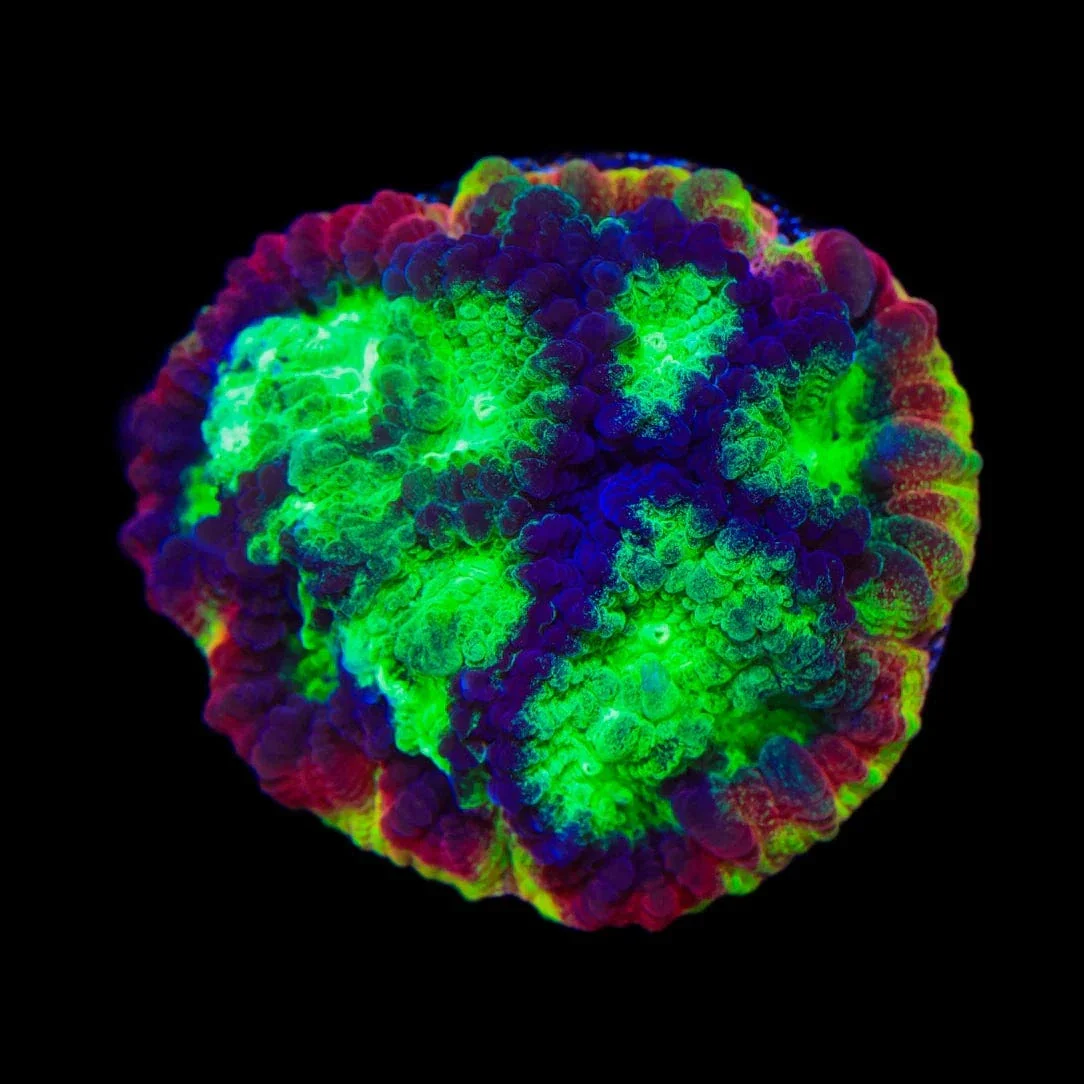 JF Psycho Rim Favia Coral - Image 3