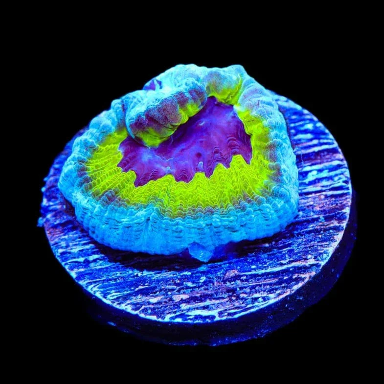 JF Purple People Eater Favia Coral - Image 3