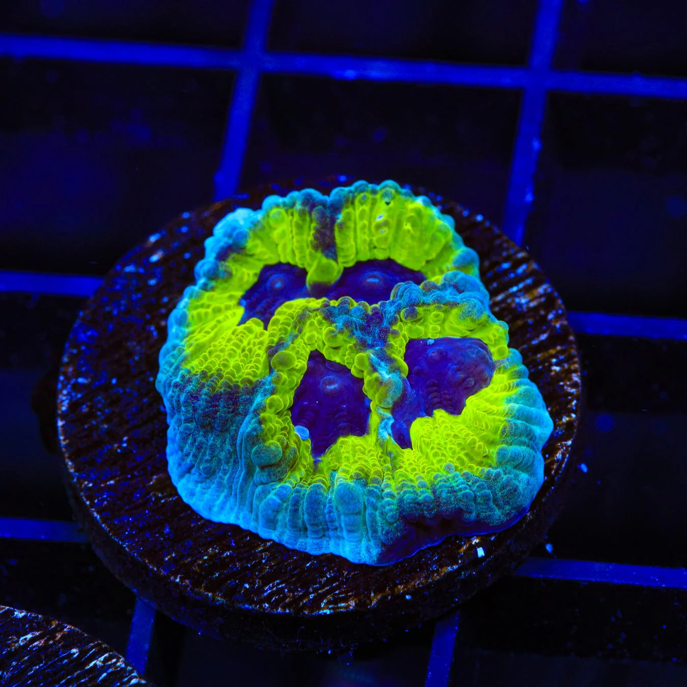 JF Purple People Eater Favia Coral - Image 4
