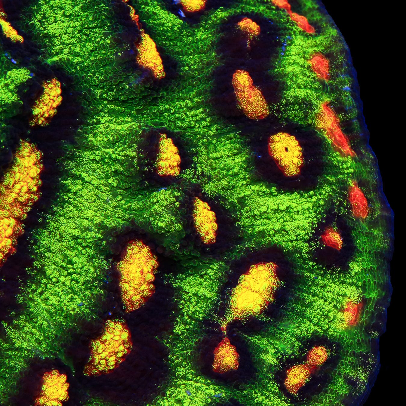 JF Raja Rampage Chalice Coral - Image 5