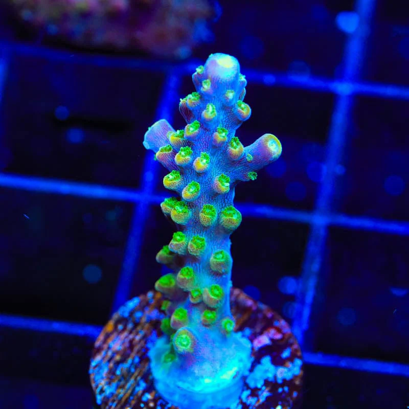 JF Shocktart Acropora Coral - Image 2