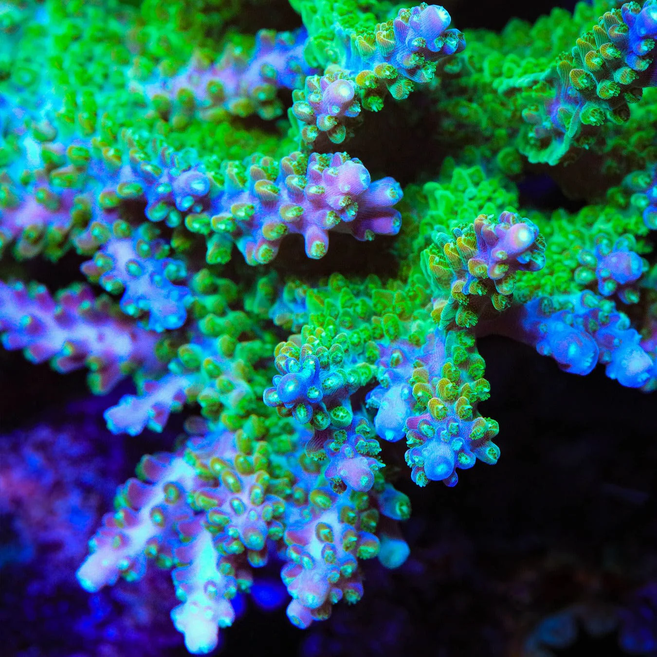 JF Shocktart Acropora Coral - Image 3