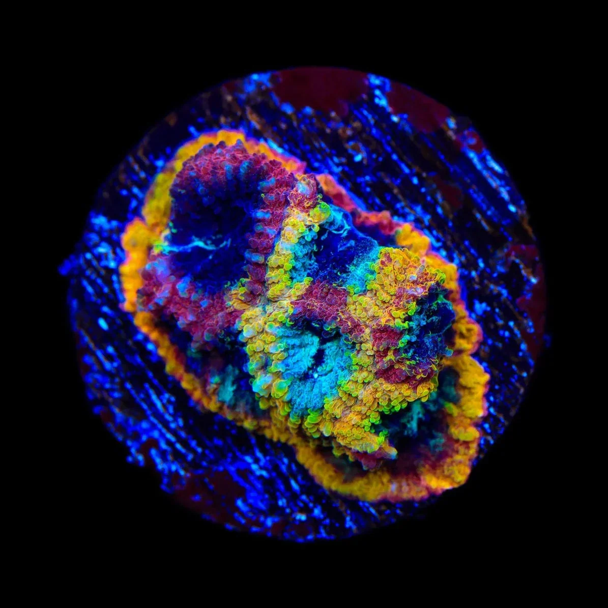 JF Yellow Submarine Favia Coral - Image 2