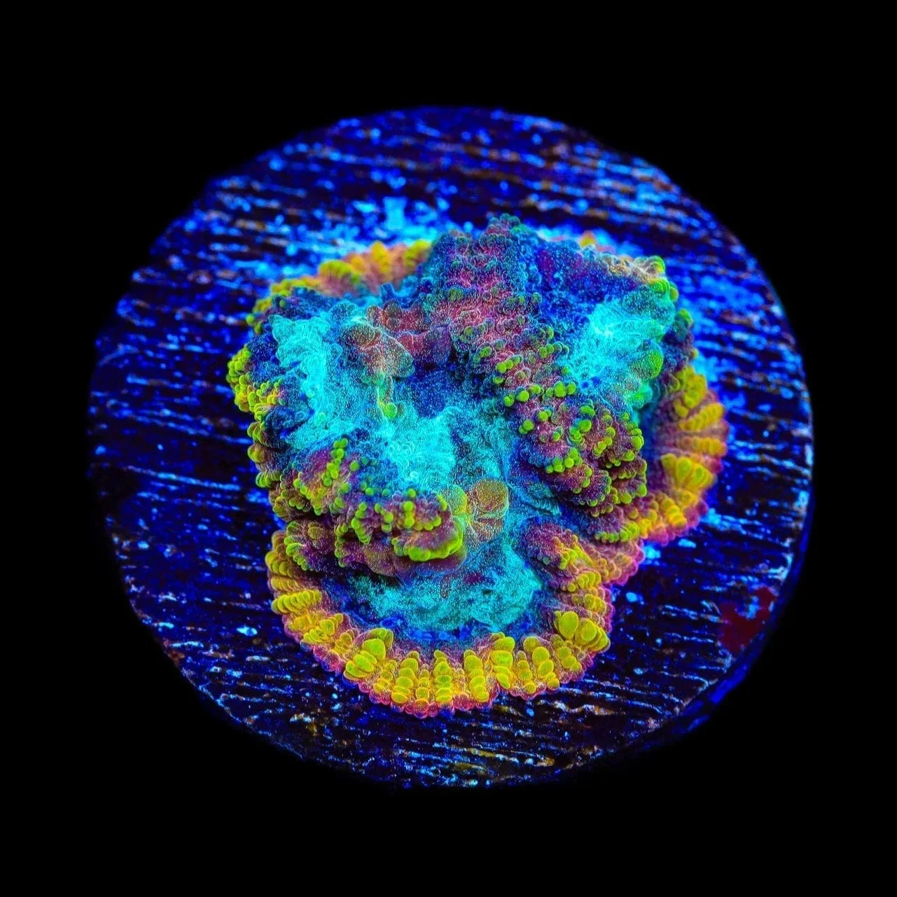 JF Yellow Submarine Favia Coral - Image 3