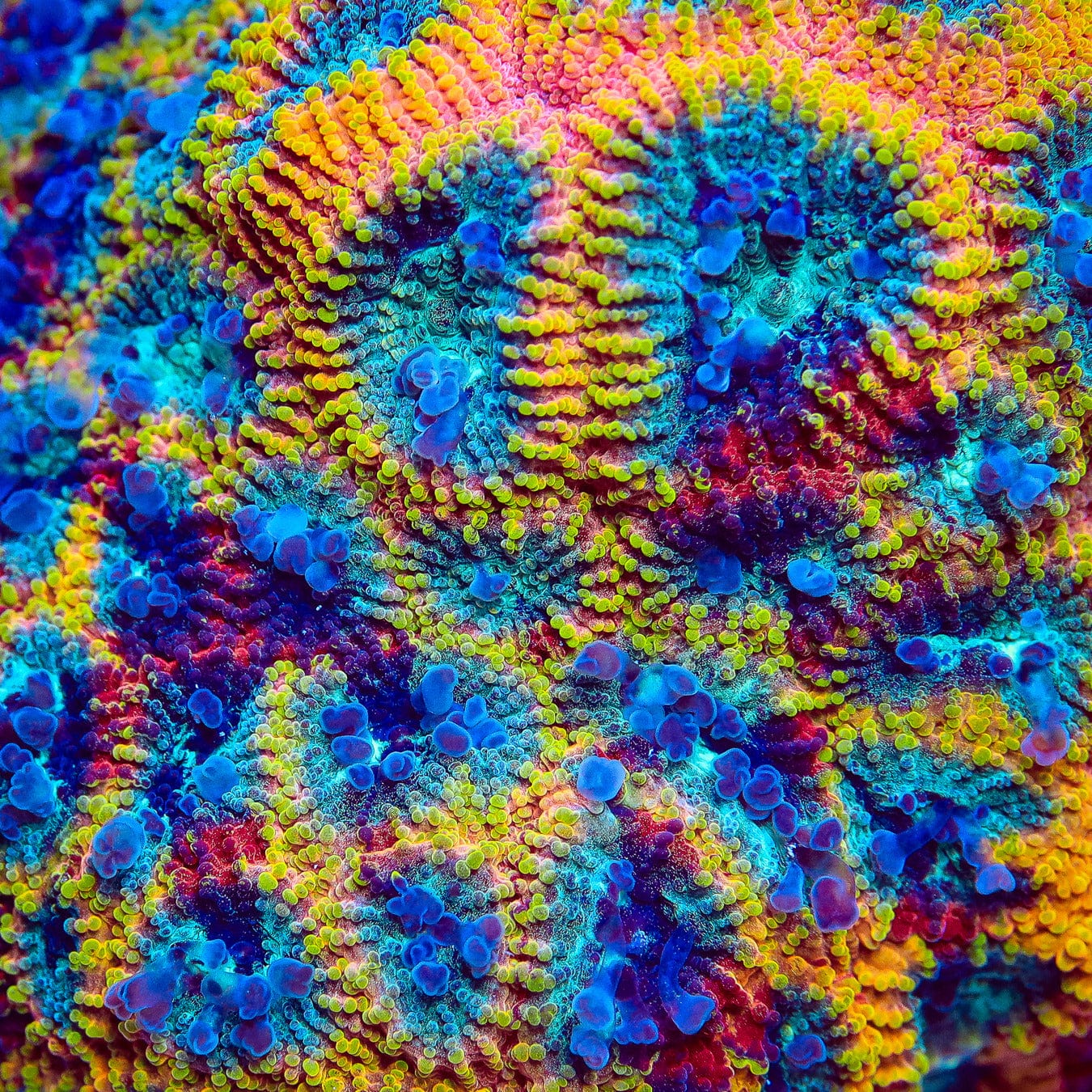 JF Yellow Submarine Favia Coral - Image 4
