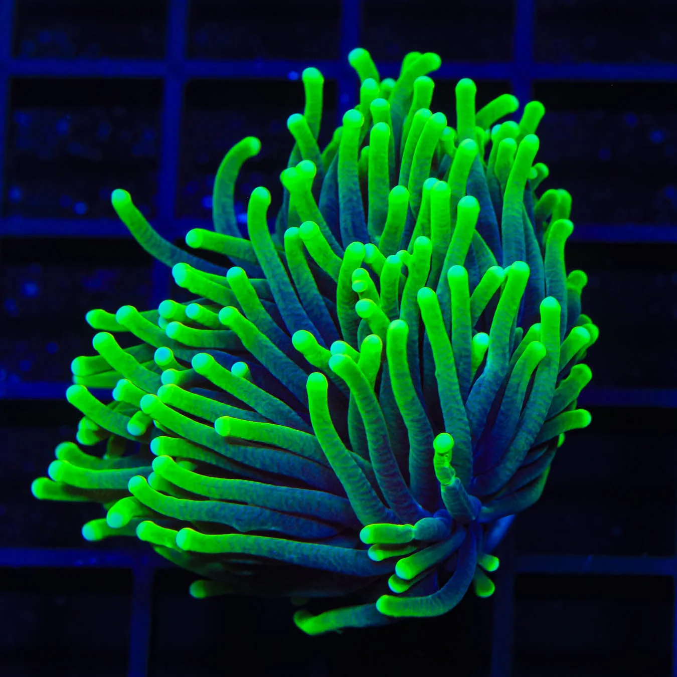 Joker Torch Coral Coral - Image 4