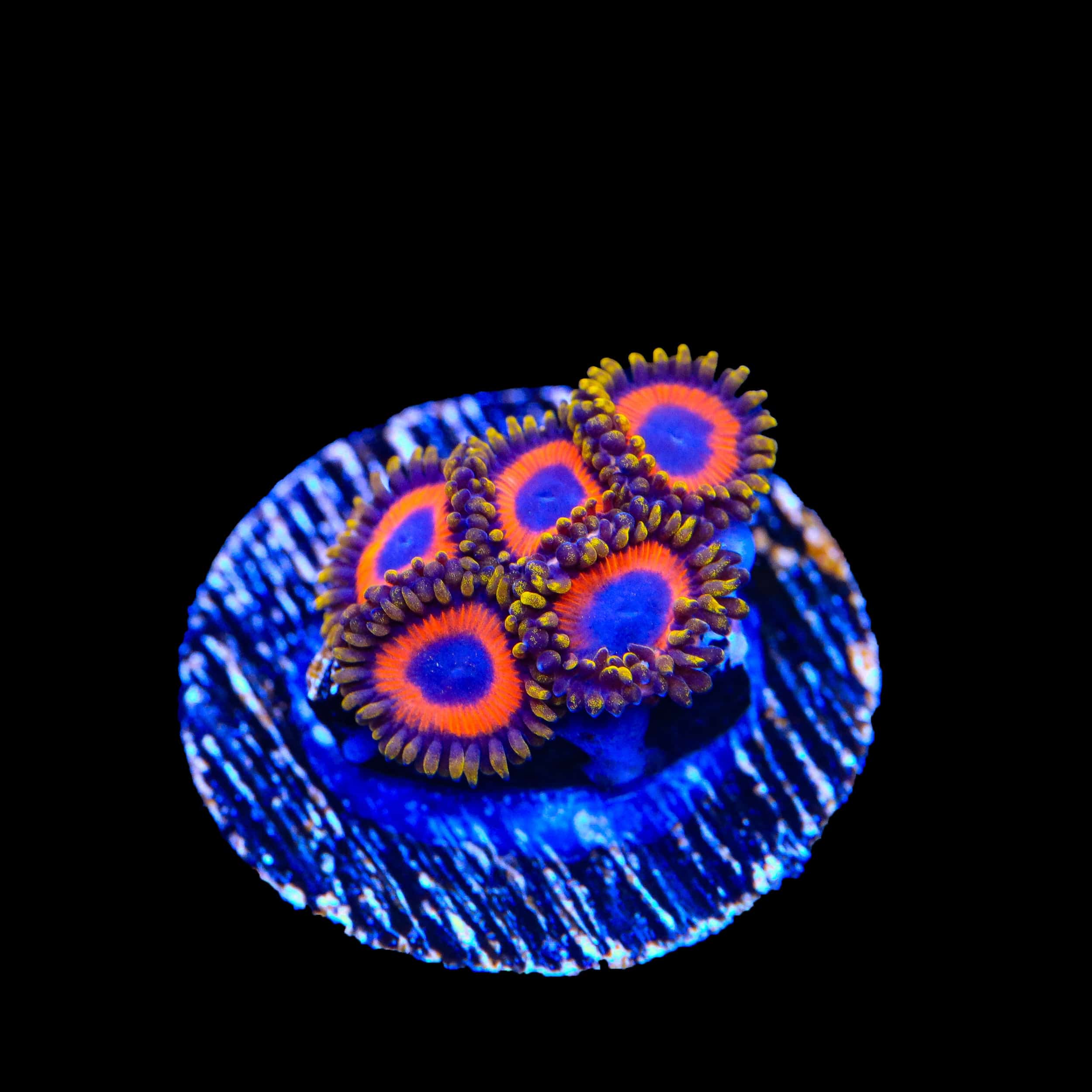 Jungle Juice Zoanthids Coral - Image 2