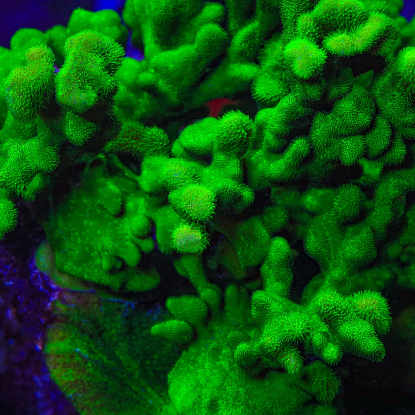 Kelly Green Psammocora Coral - Image 2