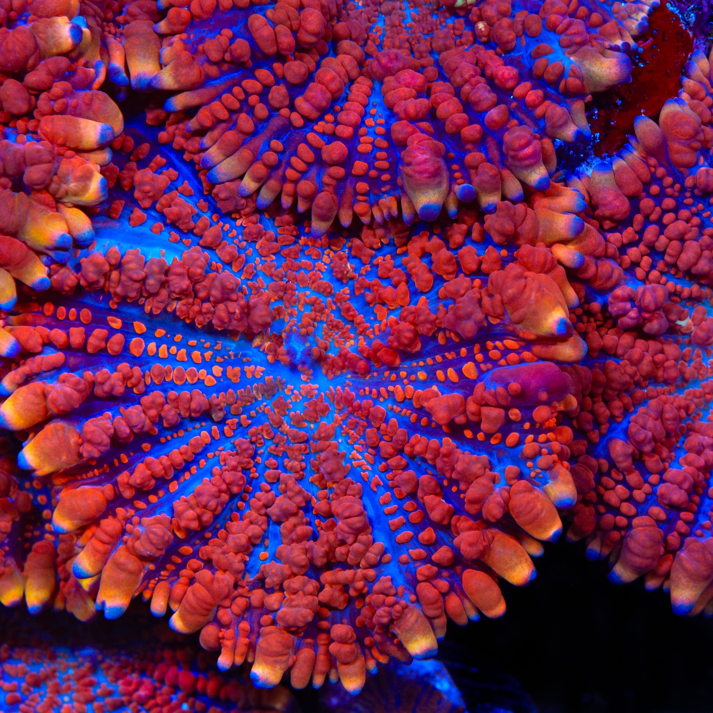 King Julius Bounce Mushroom Coral - Image 2