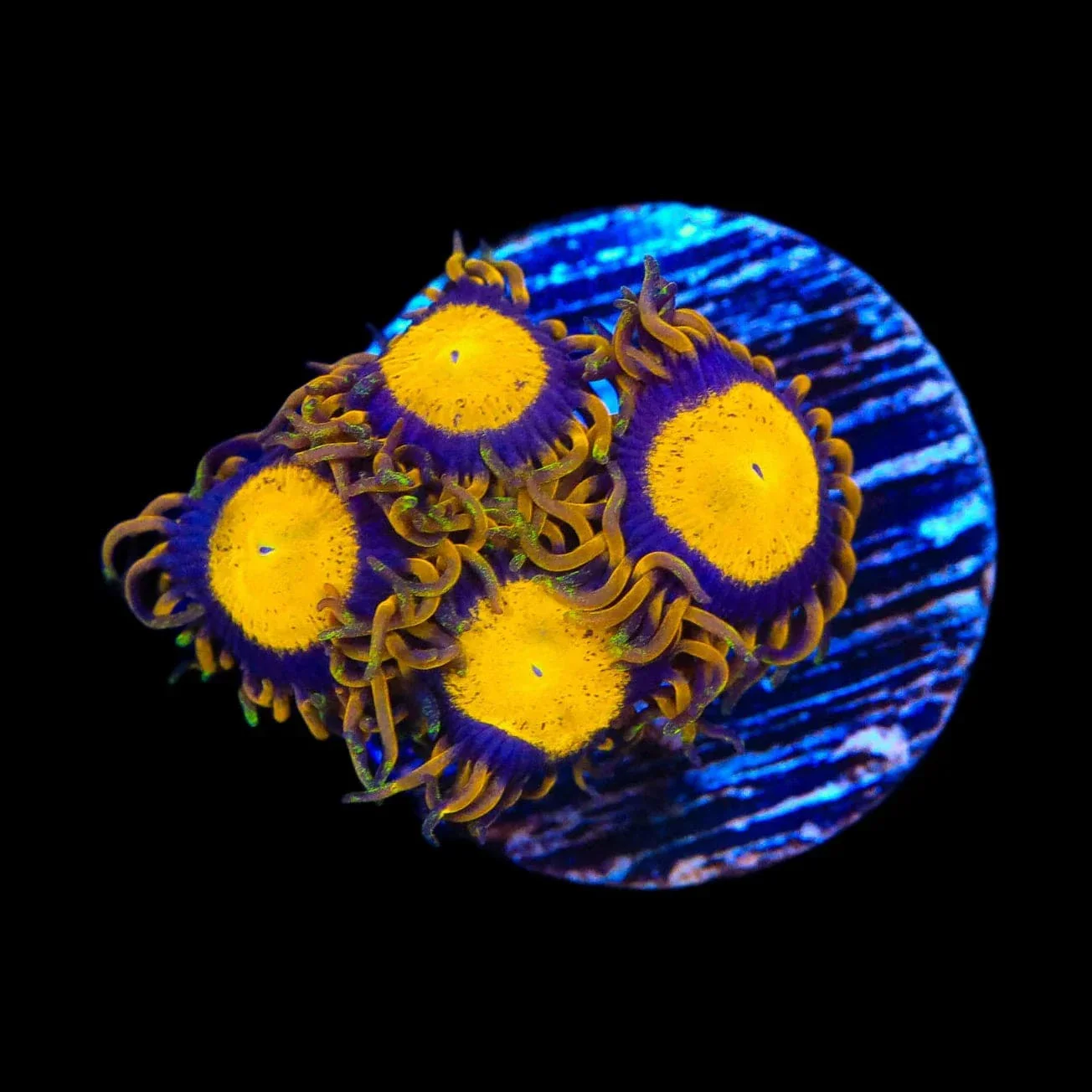King Midas Zoanthids Coral - Image 3