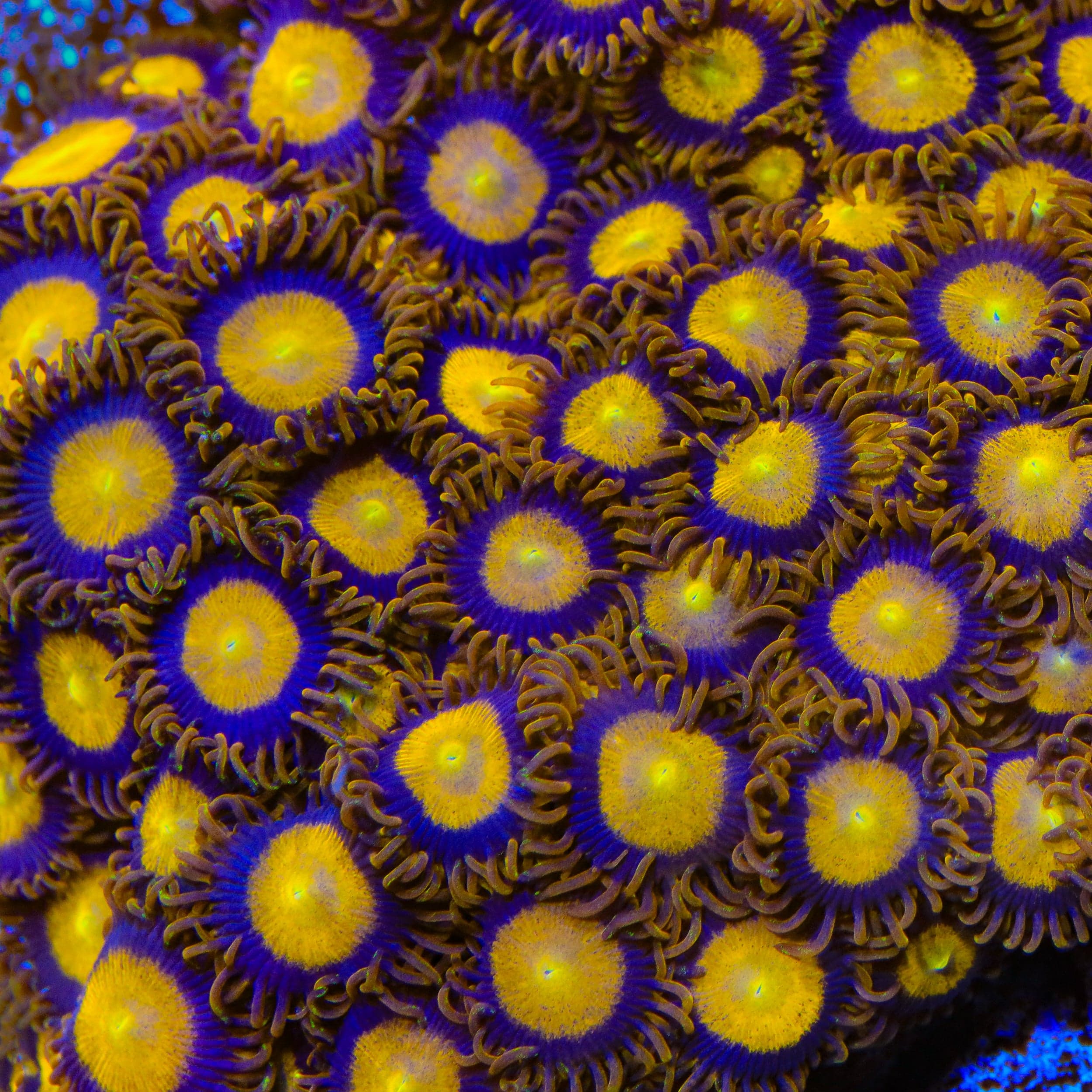 King Midas Zoanthids Coral - Image 4