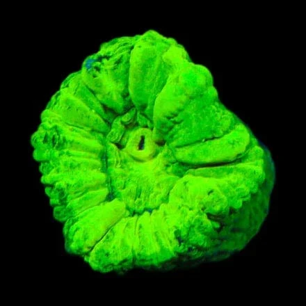 Kryptonite Candy Cane Coral - Image 2