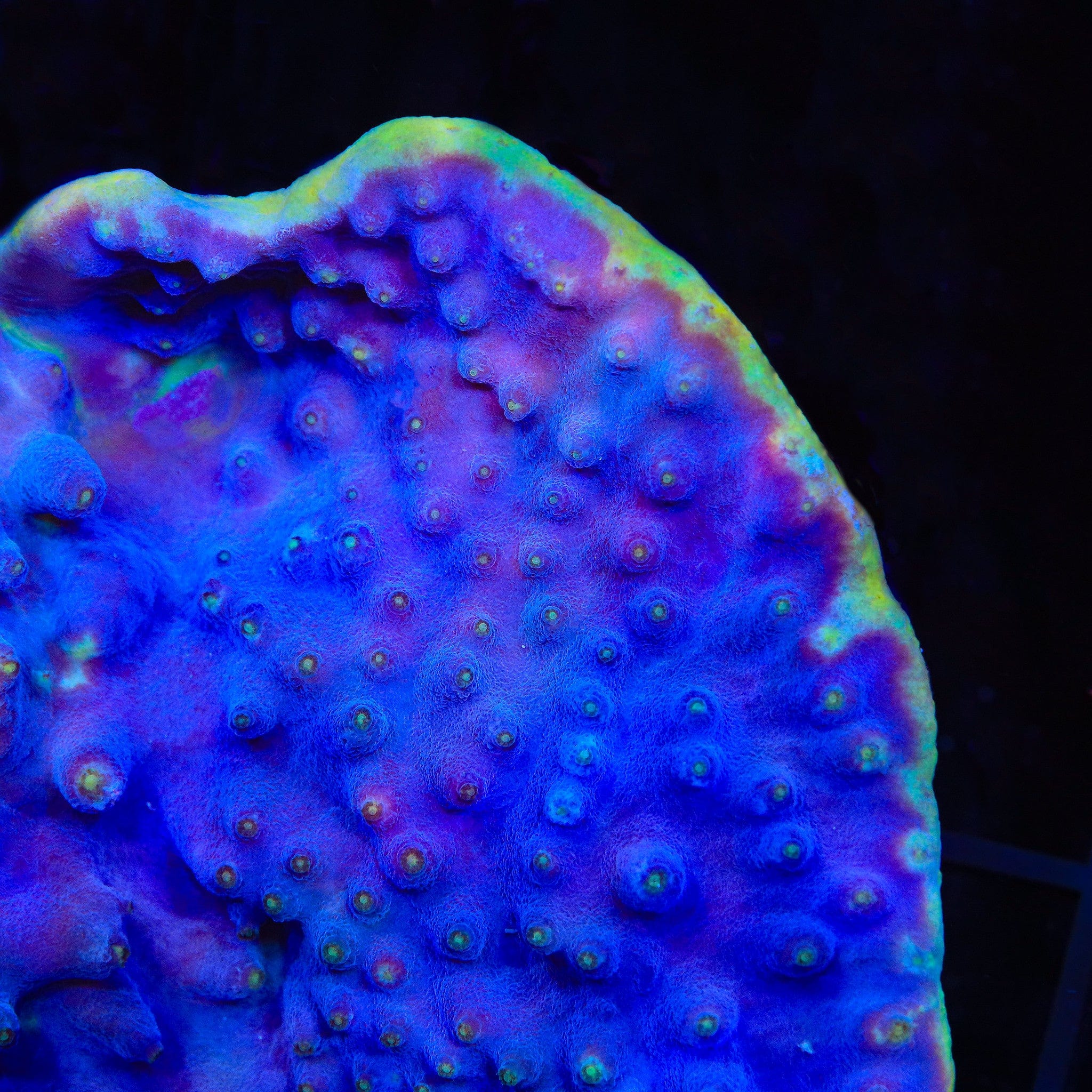 LA Lakers Scroll Coral - Image 5