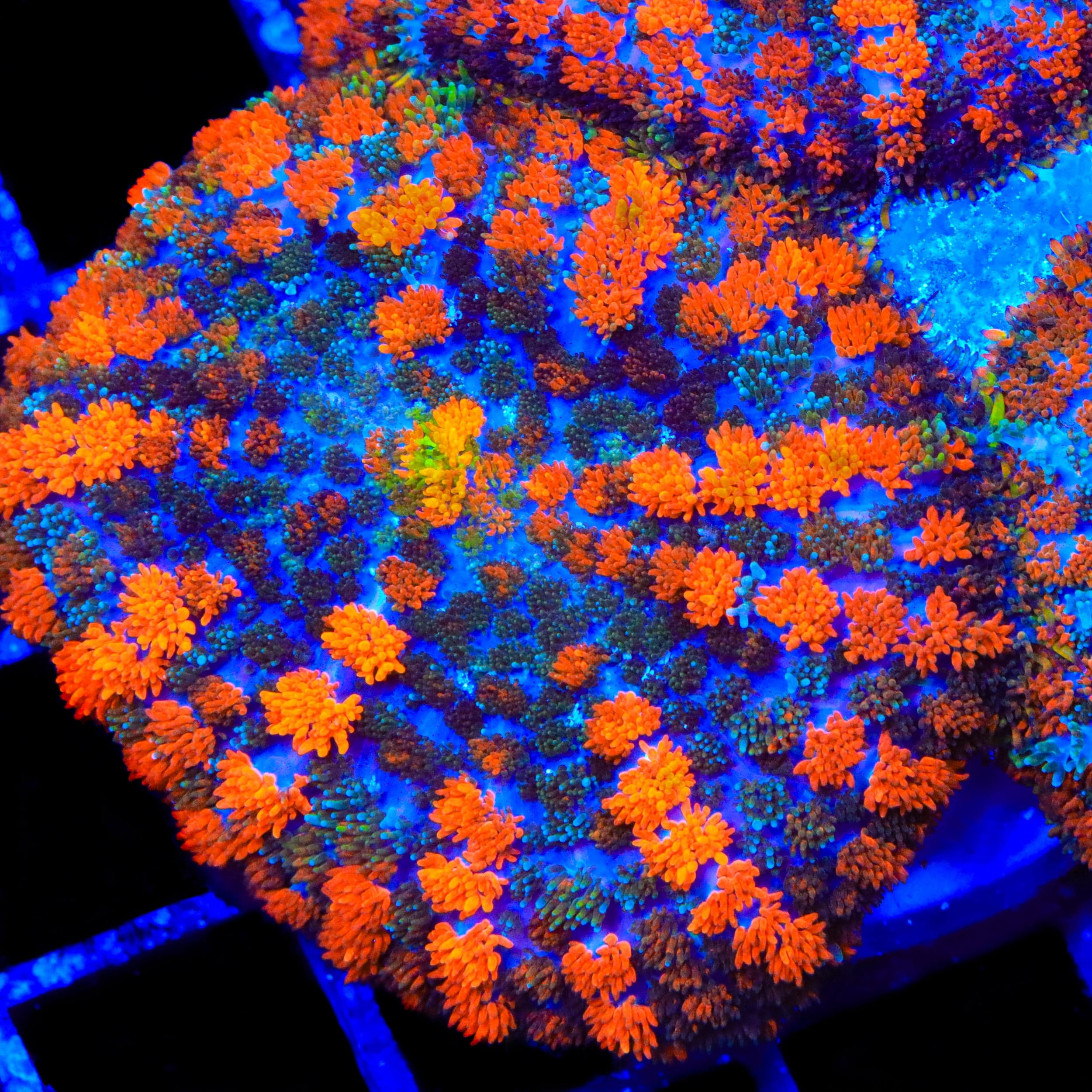 Lava the Hut Mushroom Coral - Image 2