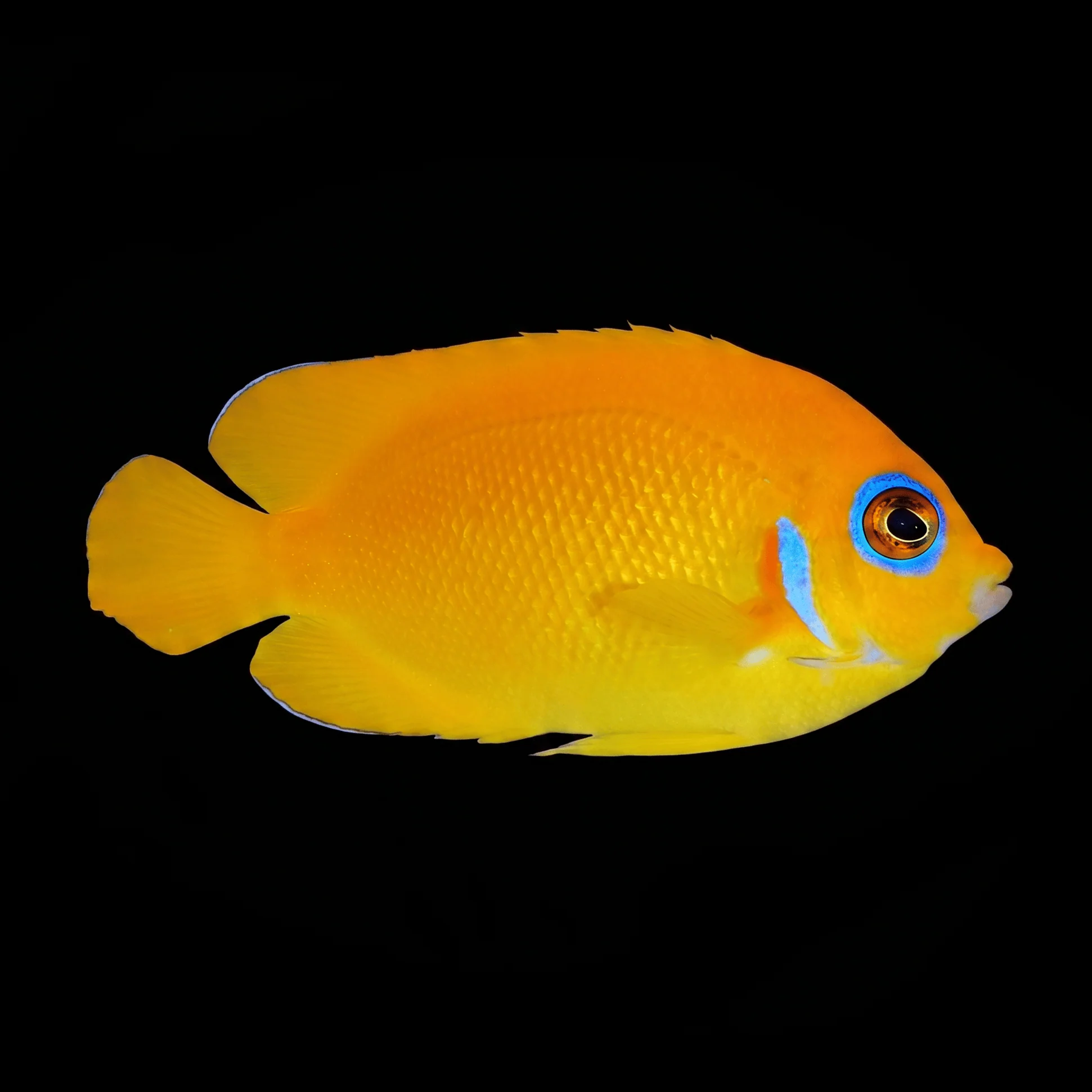 Lemonpeel Angelfish - Centropyge flavissima