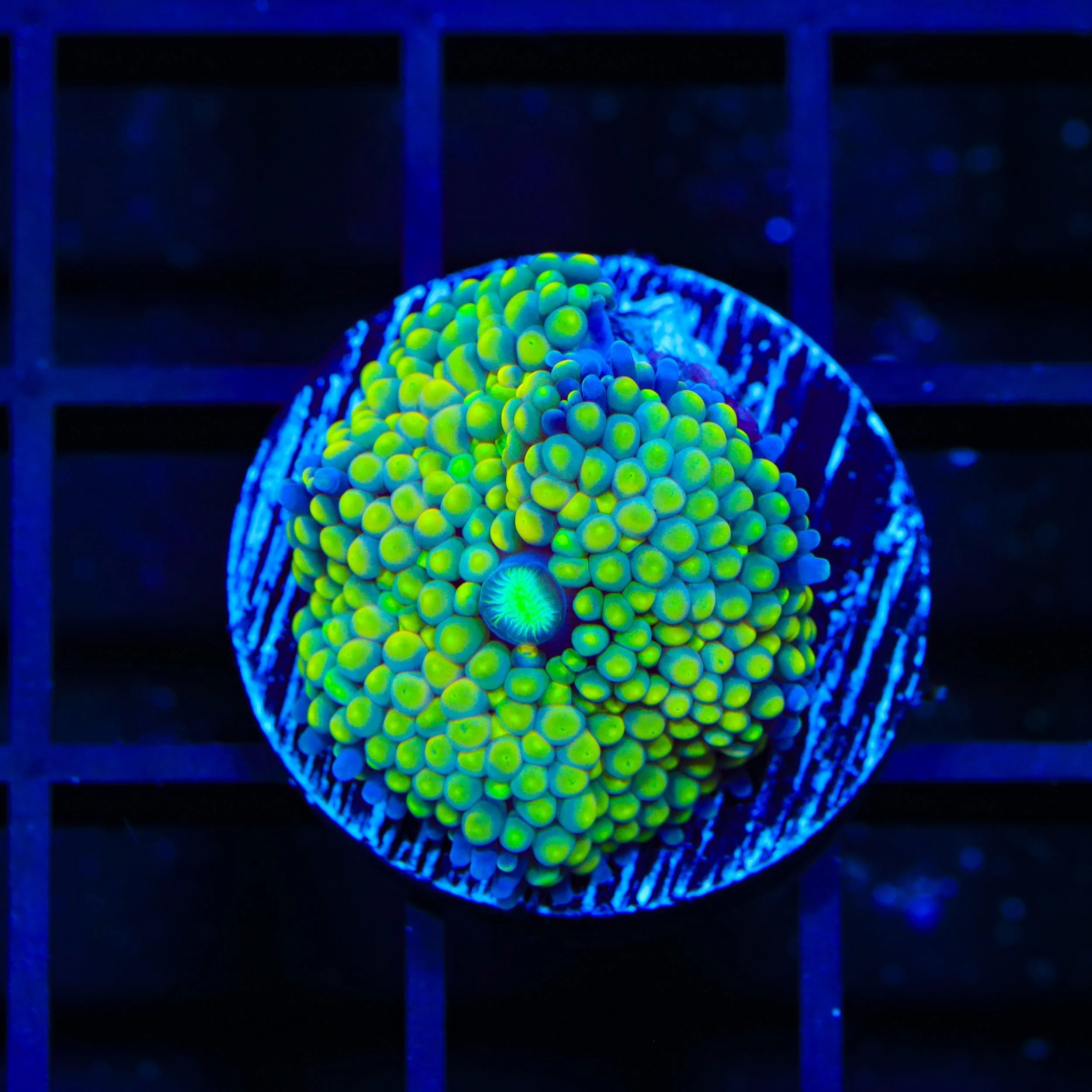 Lime Ricordea Coral - Image 2