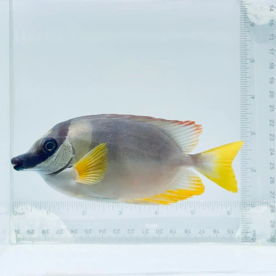 Magnificent Foxface Fish