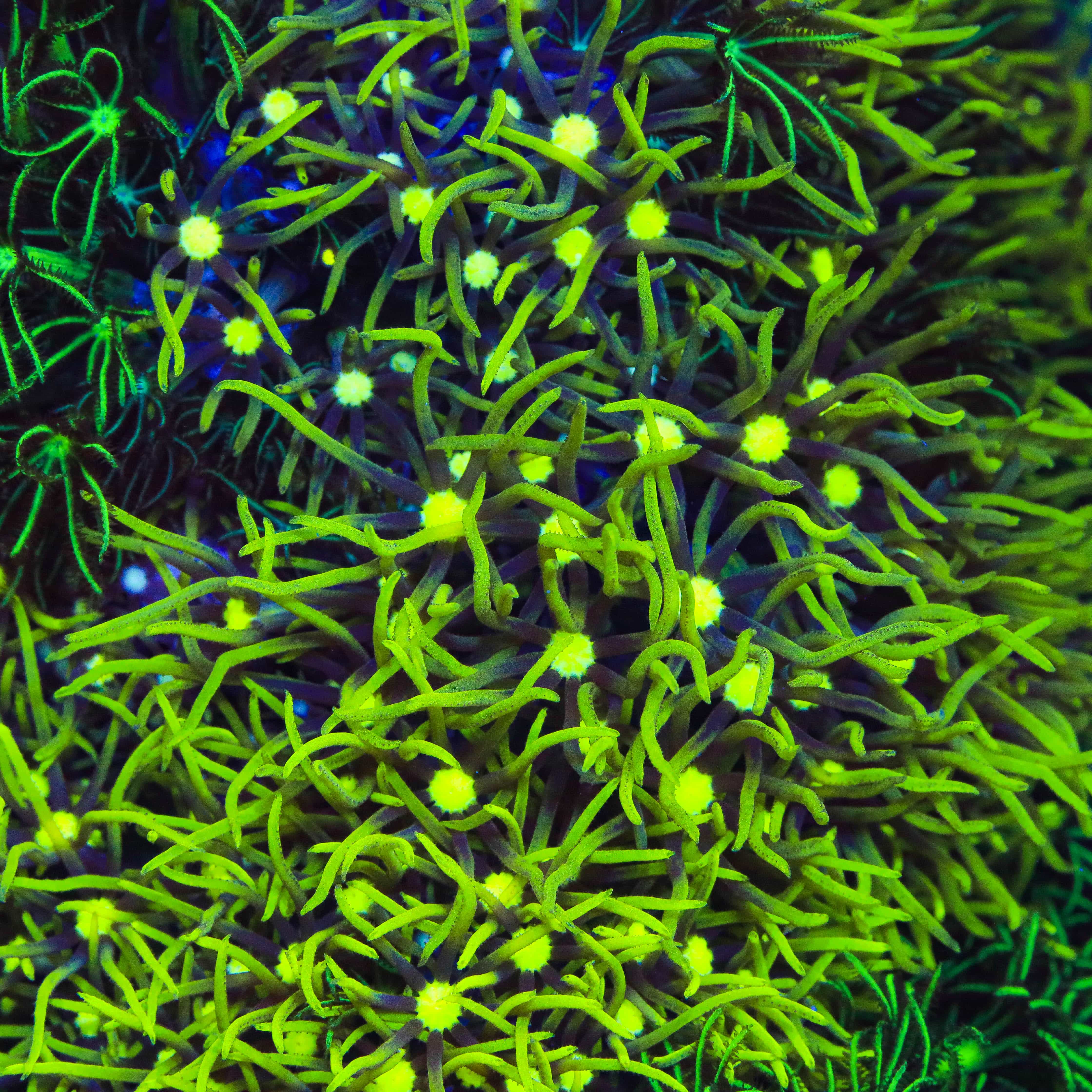 Metallic Green Center Star Polyp Coral