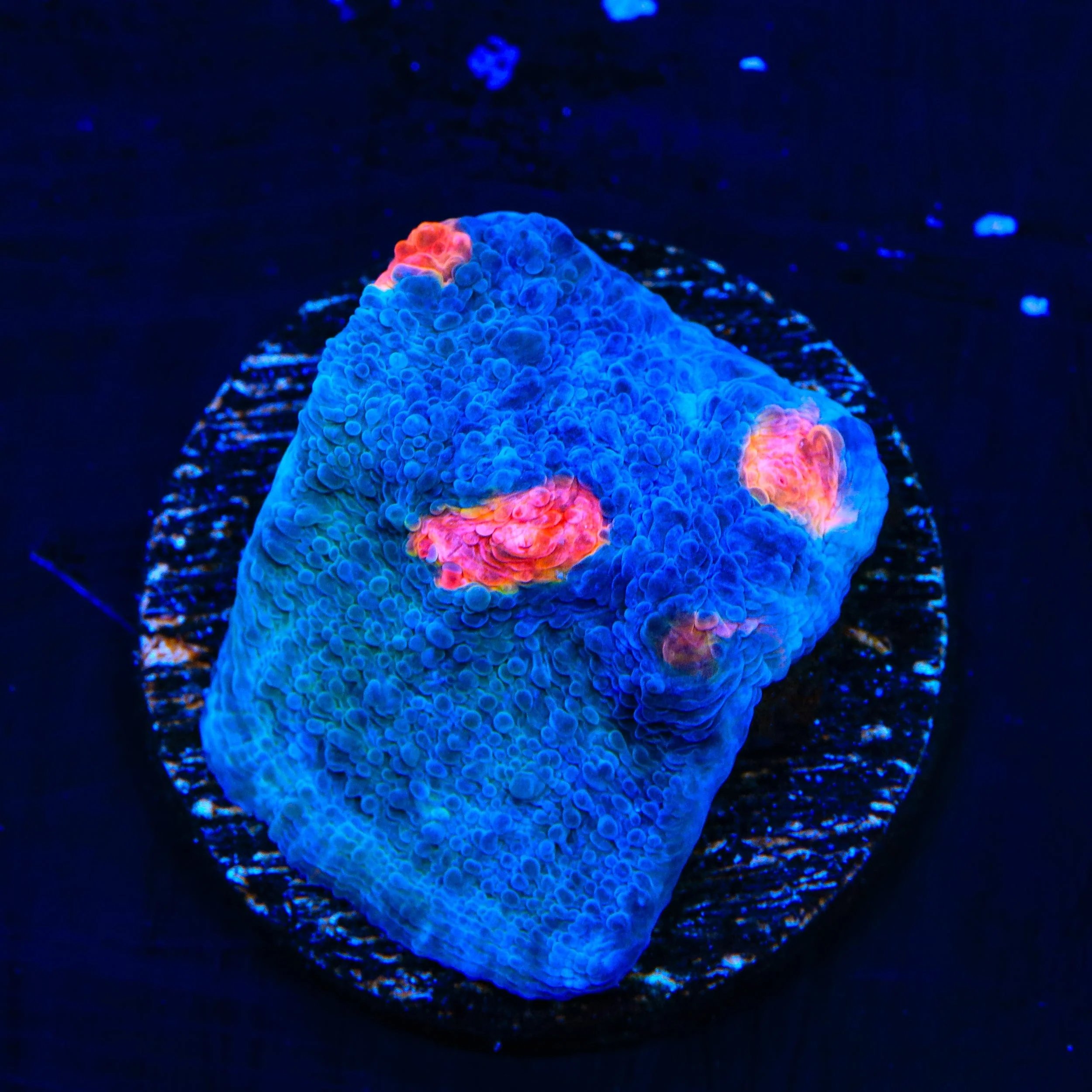 Miami Hurricane Chalice Coral - Image 2