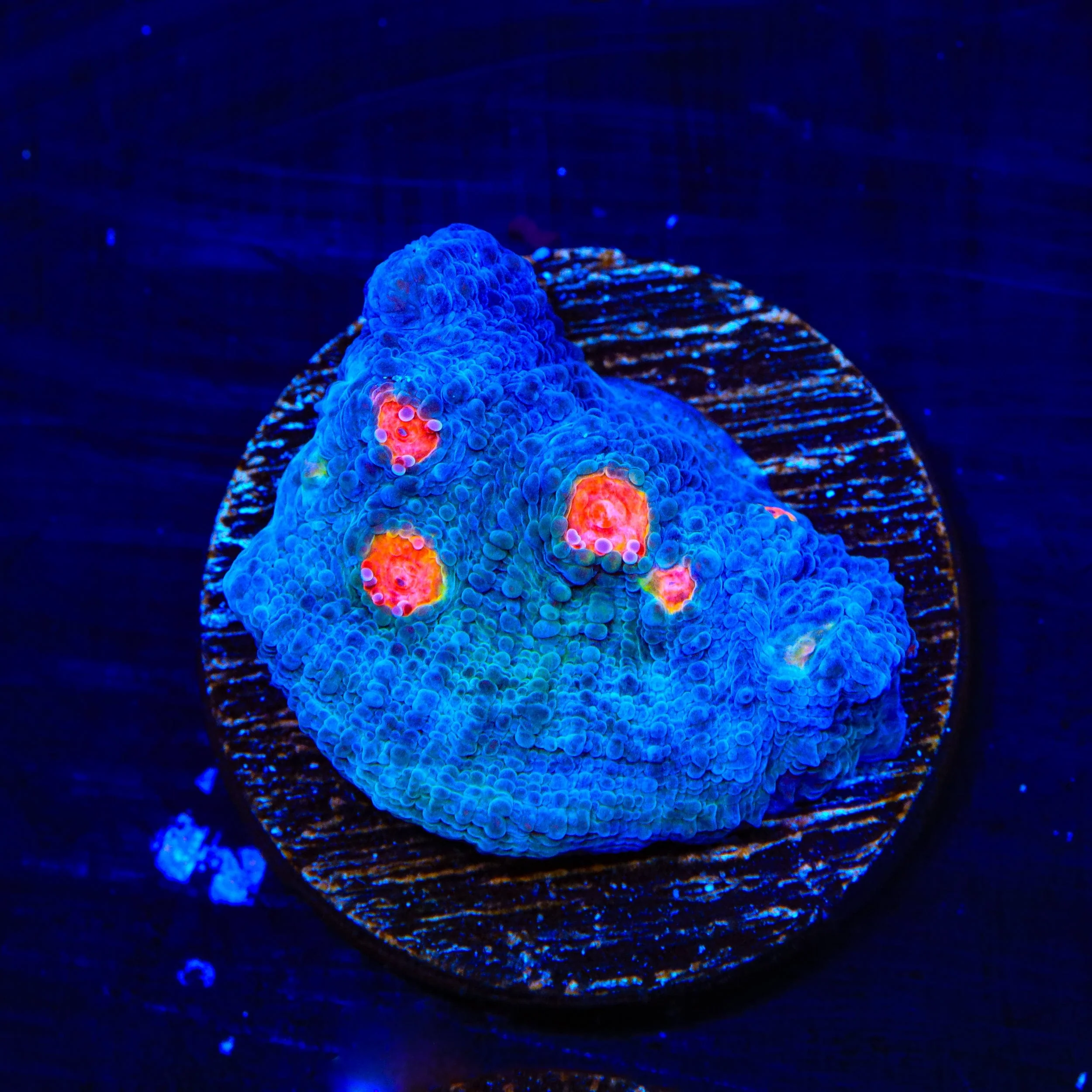 Miami Hurricane Chalice Coral - Image 3