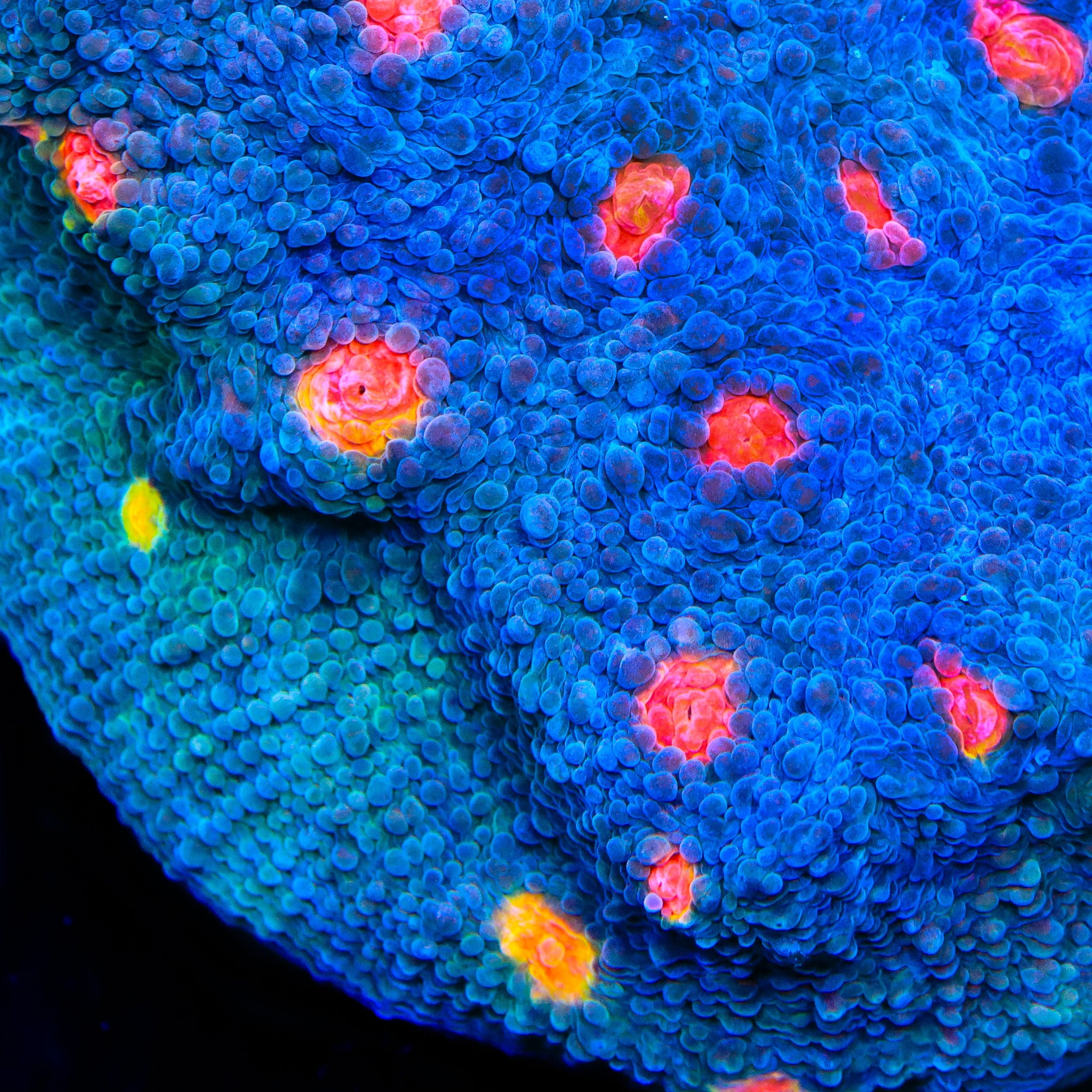 Miami Hurricane Chalice Coral - Image 4